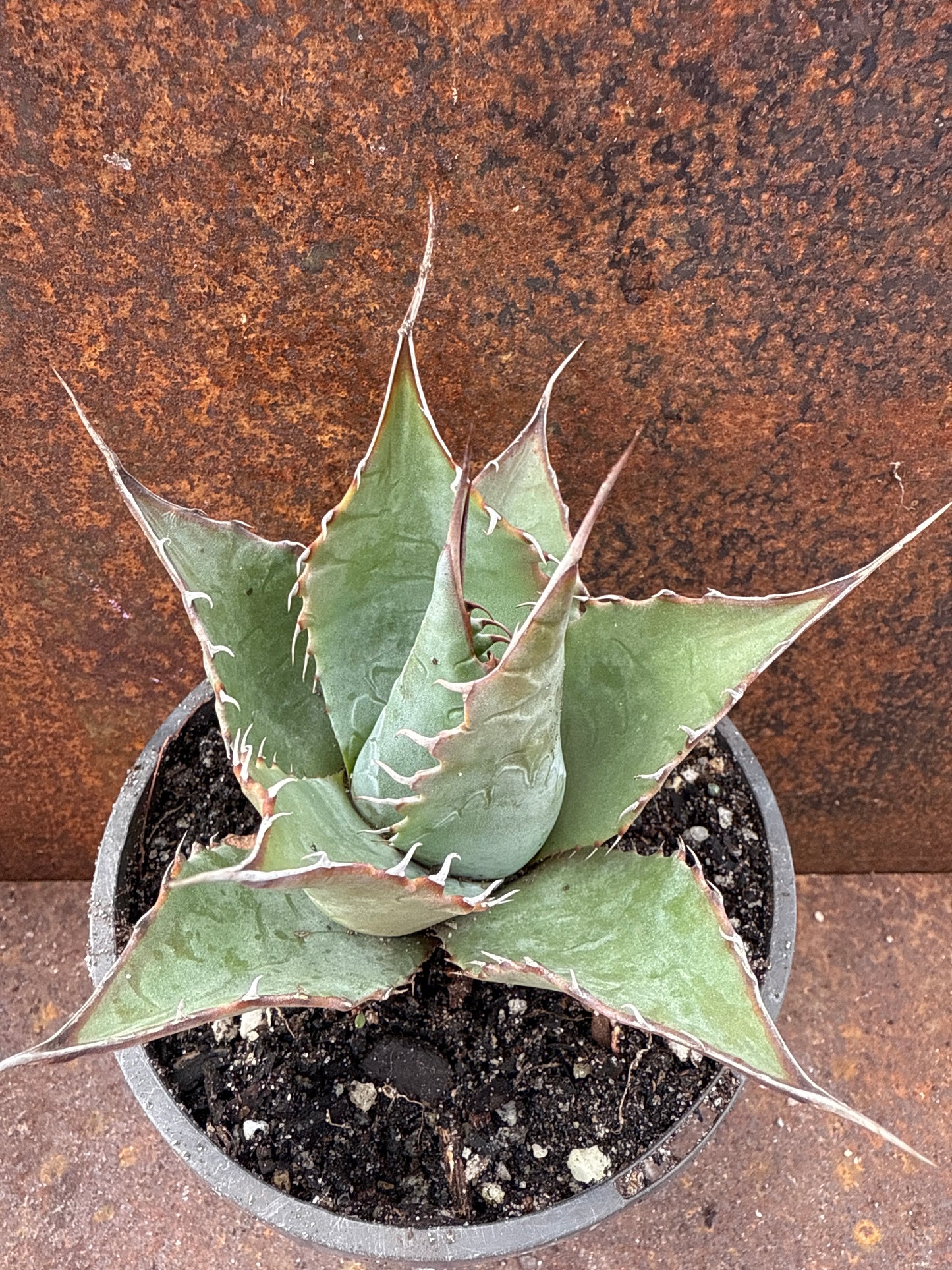 Agave parrasana 'Cabbage Head Agave'