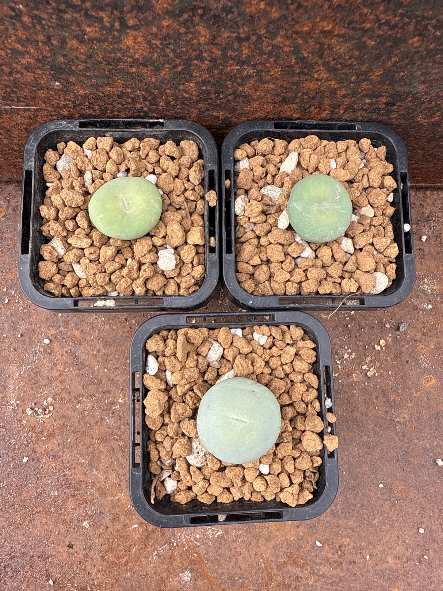 Conophytum pageae subrisum