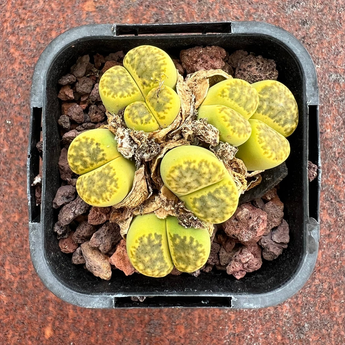 Lithops Bromfieldii ssp Sulphurea