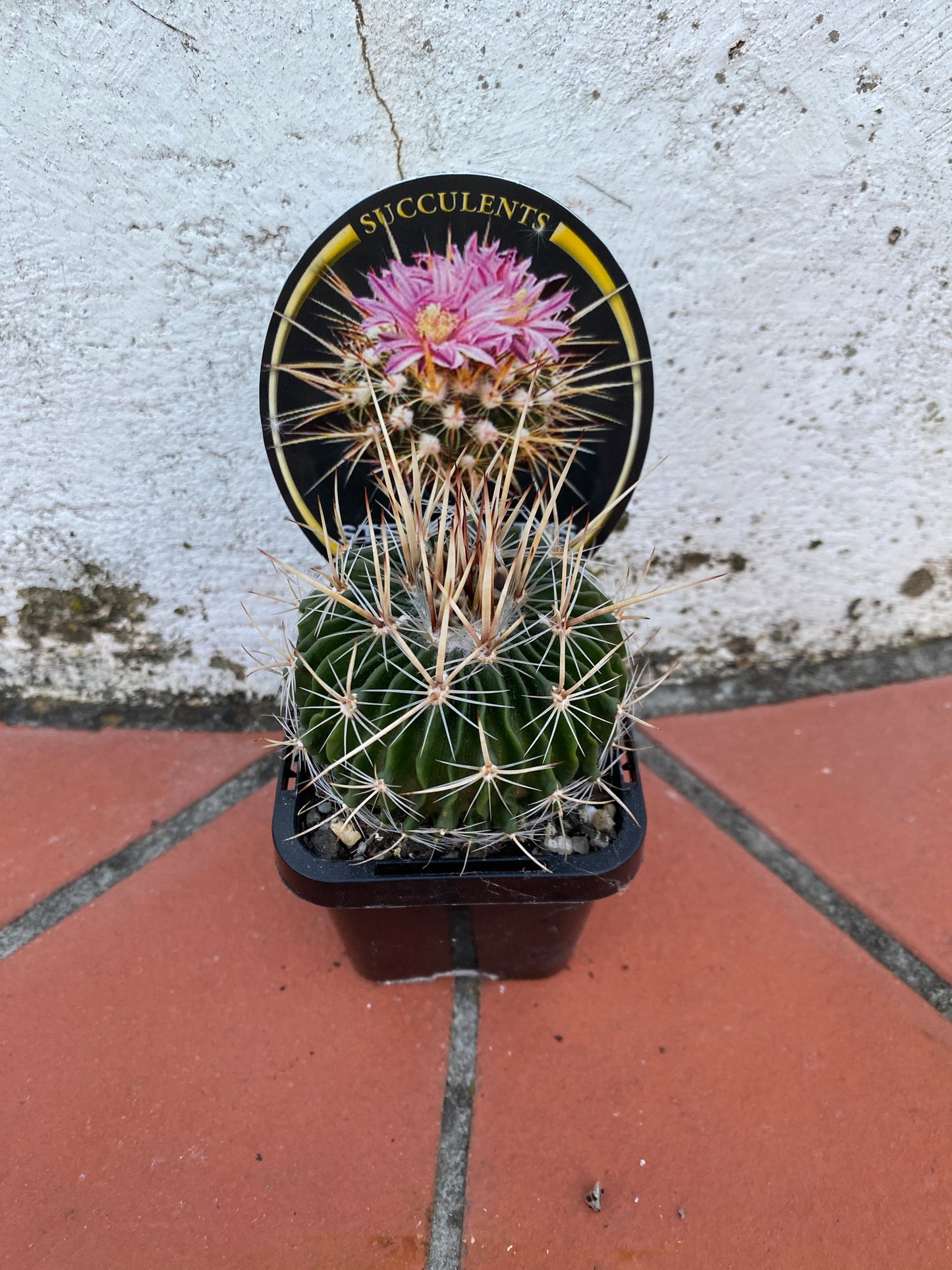 Stenocactus