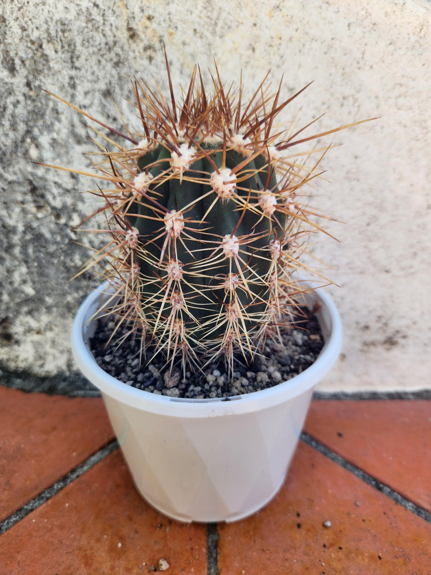 Trichocereus pasacana
