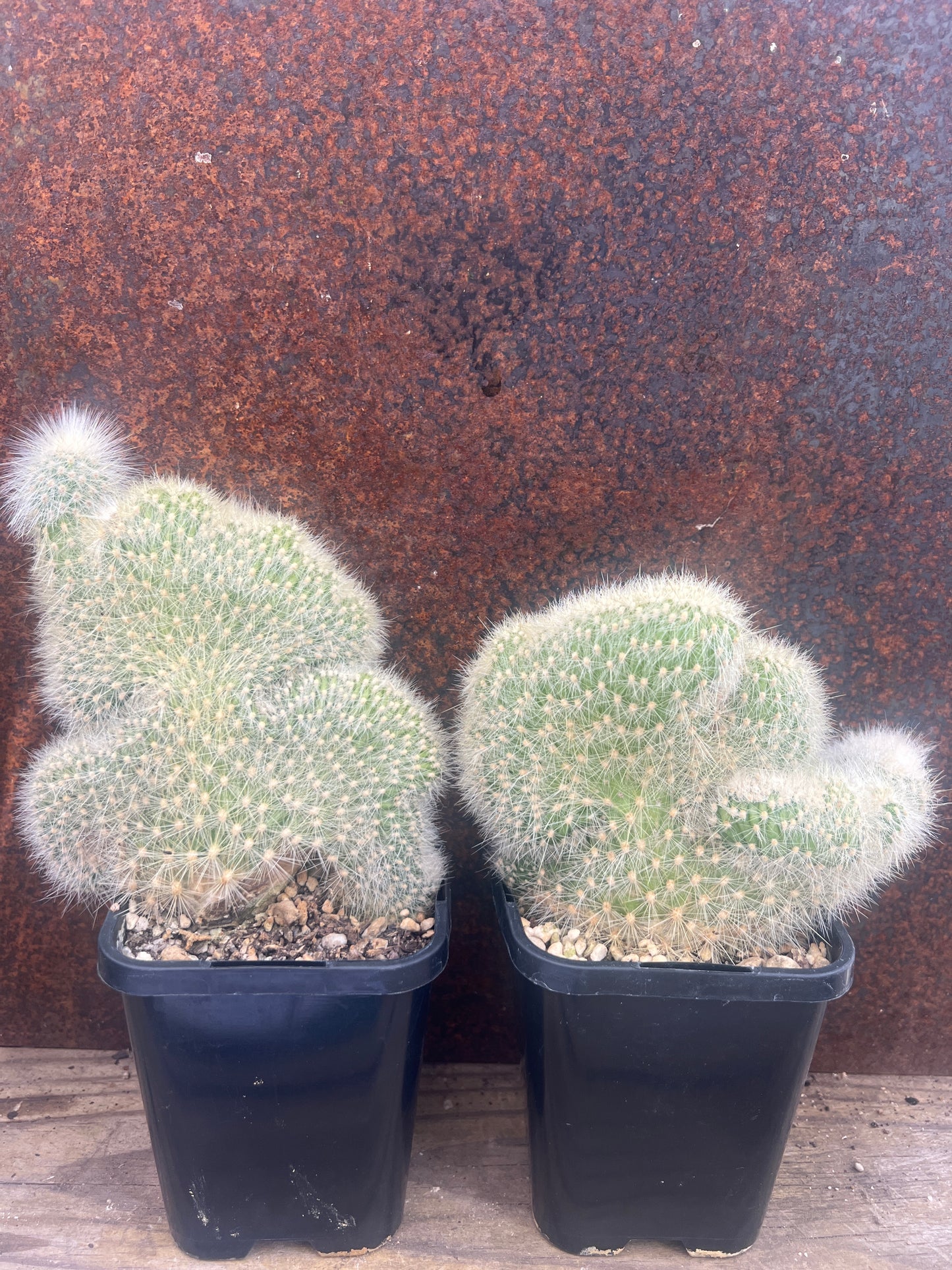 Cleistocactus strausii crested