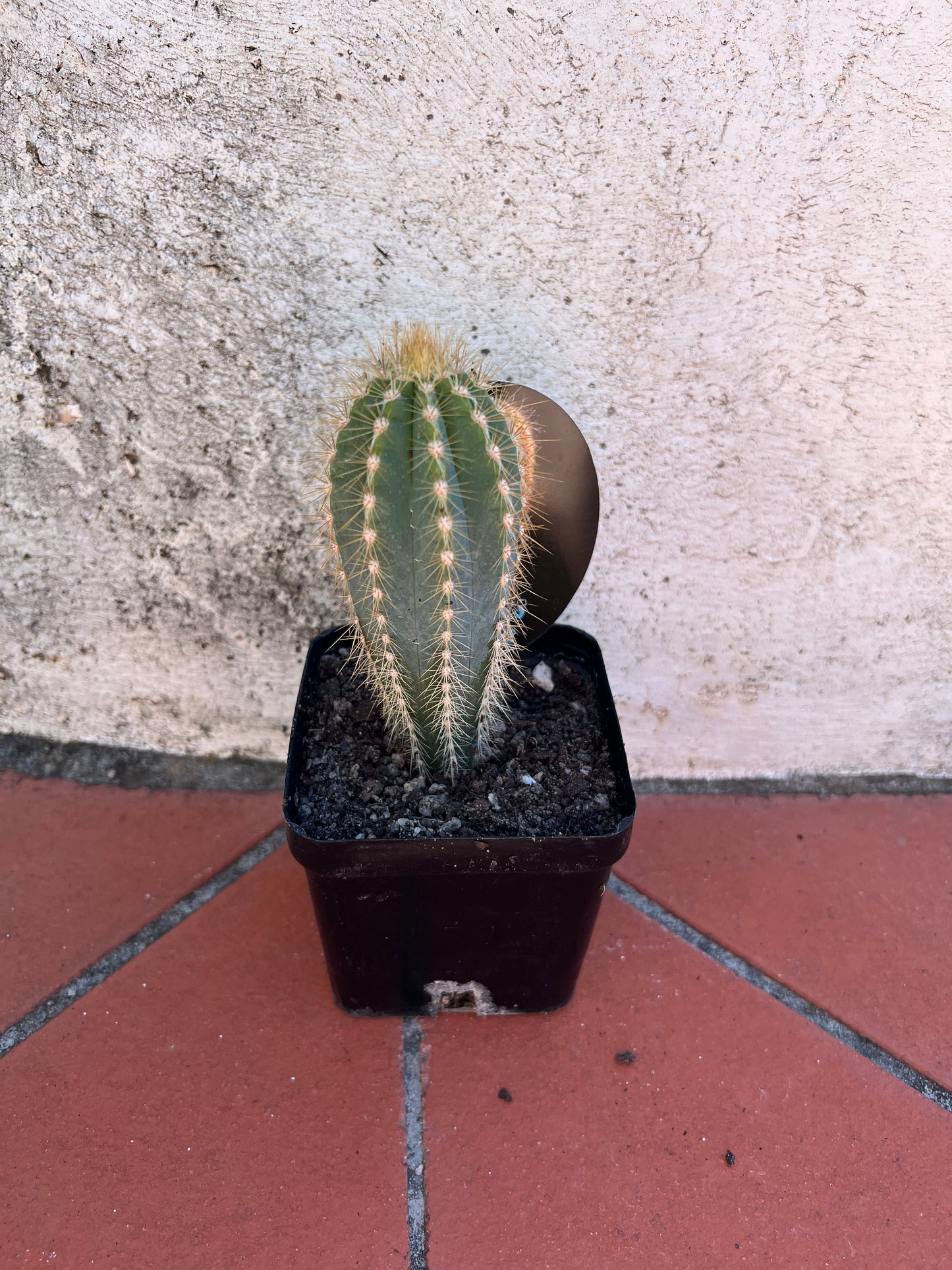 Pilocereus fulvilanatus