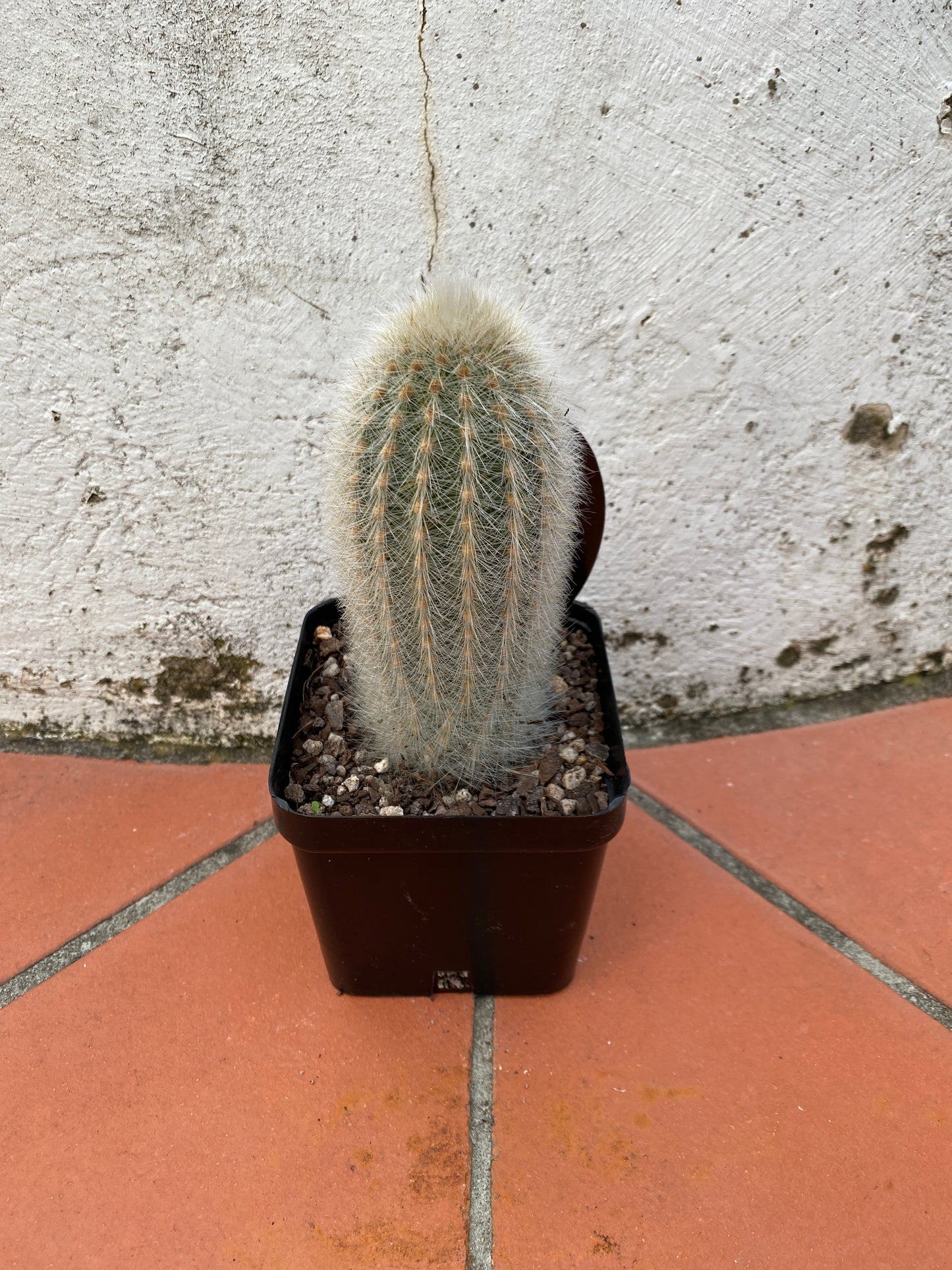 Thrixanthocerus senilis “Espostoa senilis”