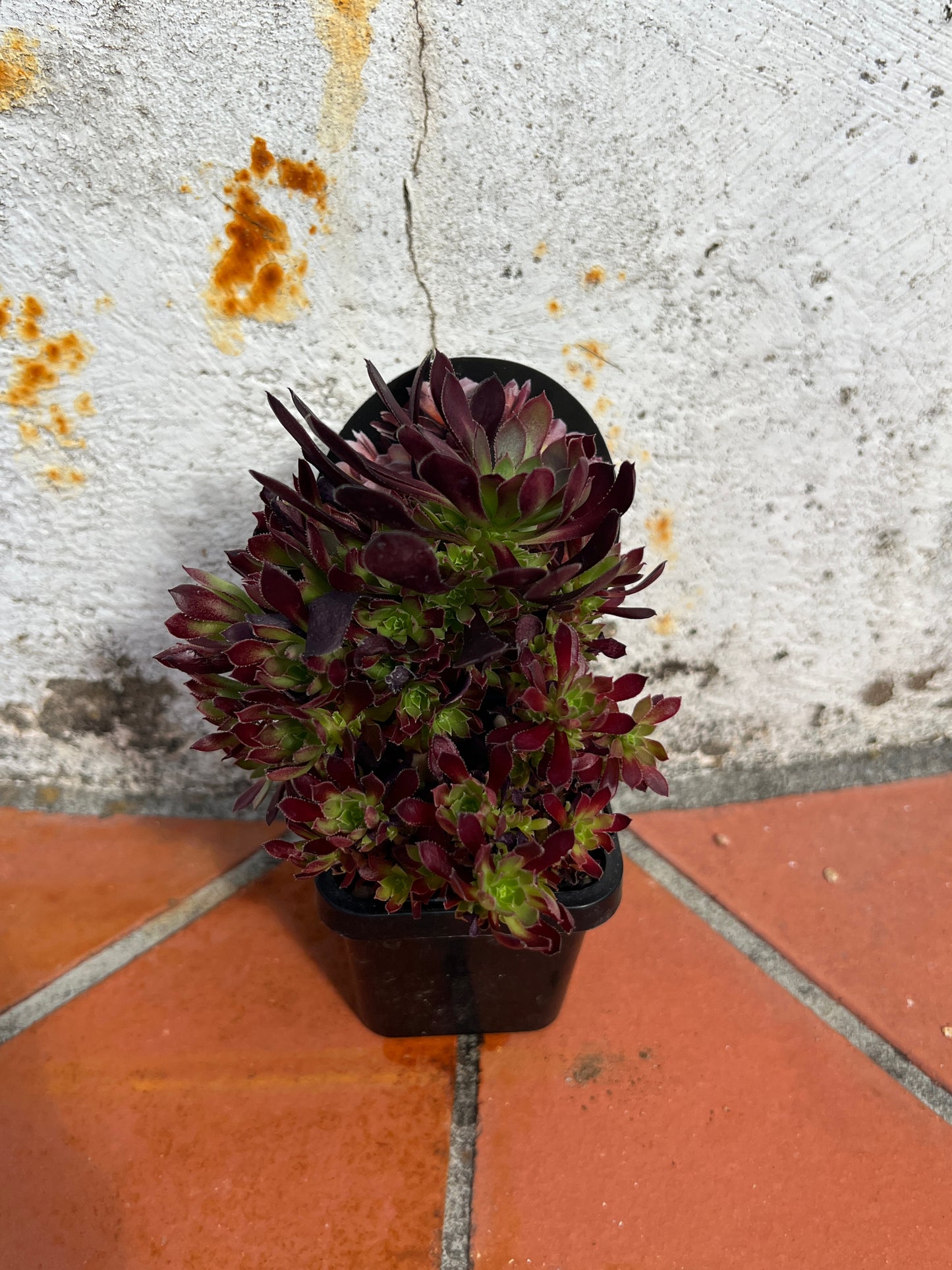 Aeonium Paradisian Doll