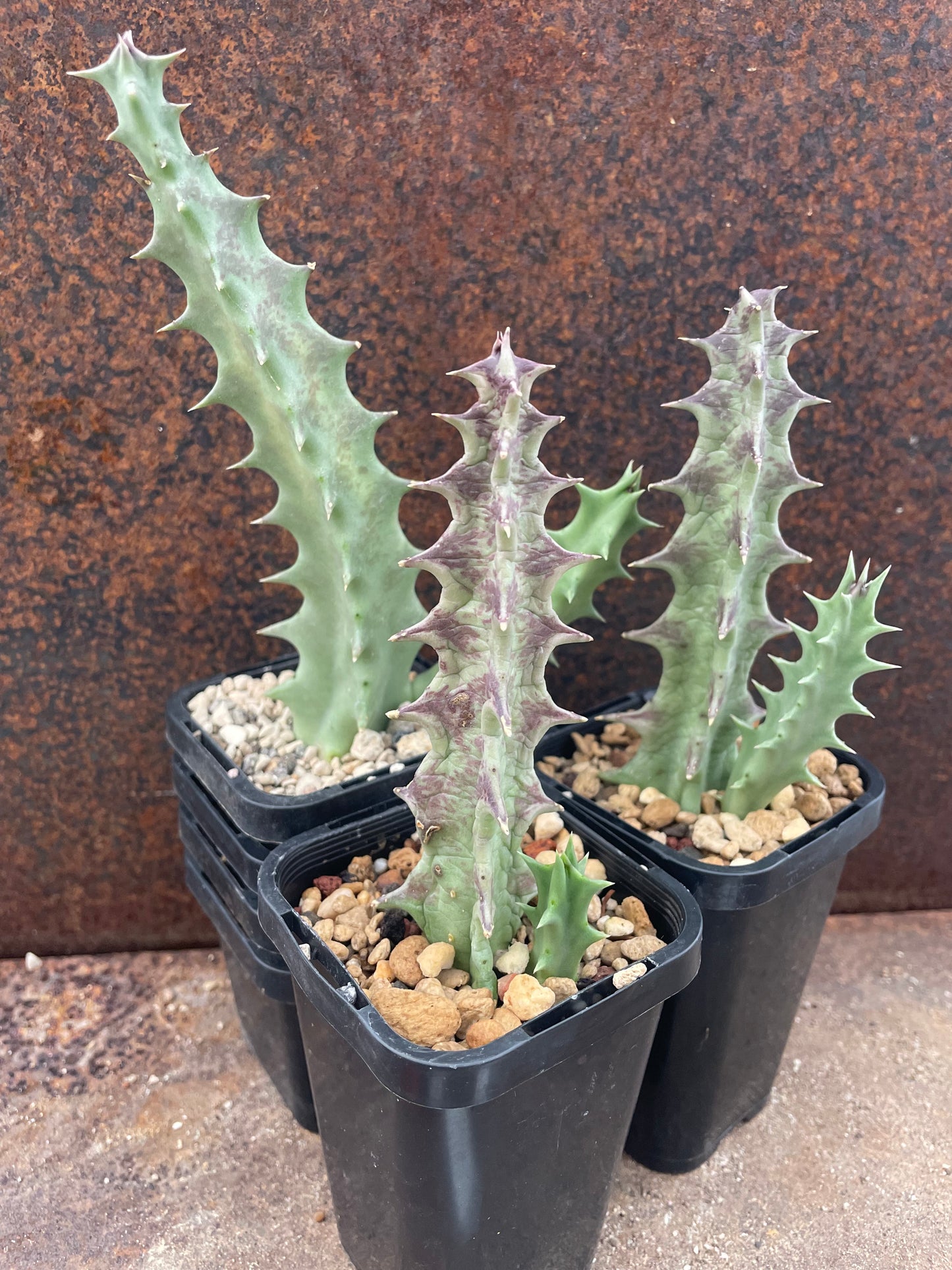 Orbea lutea ssp vaga