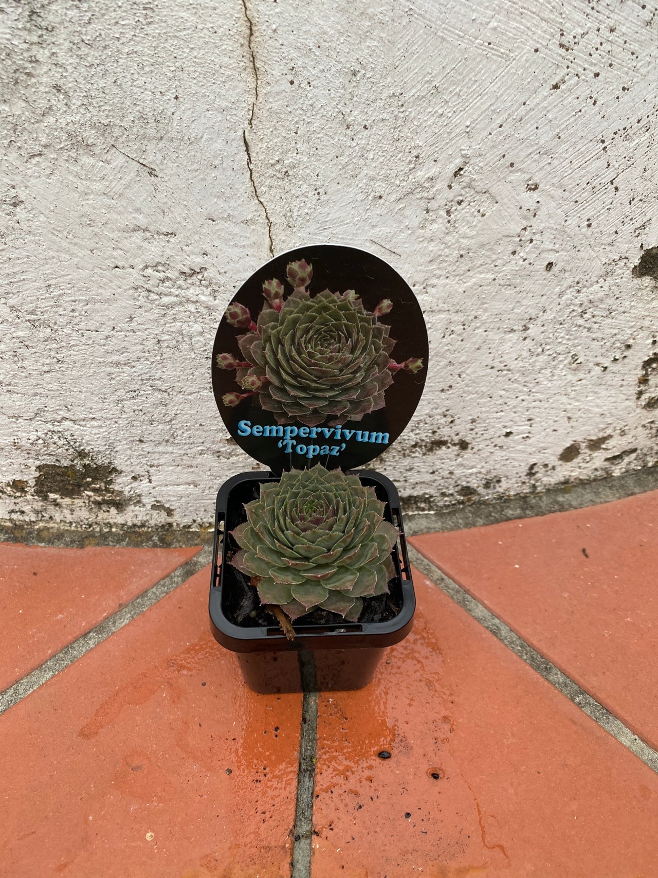 Sempervivum 'Topaz'