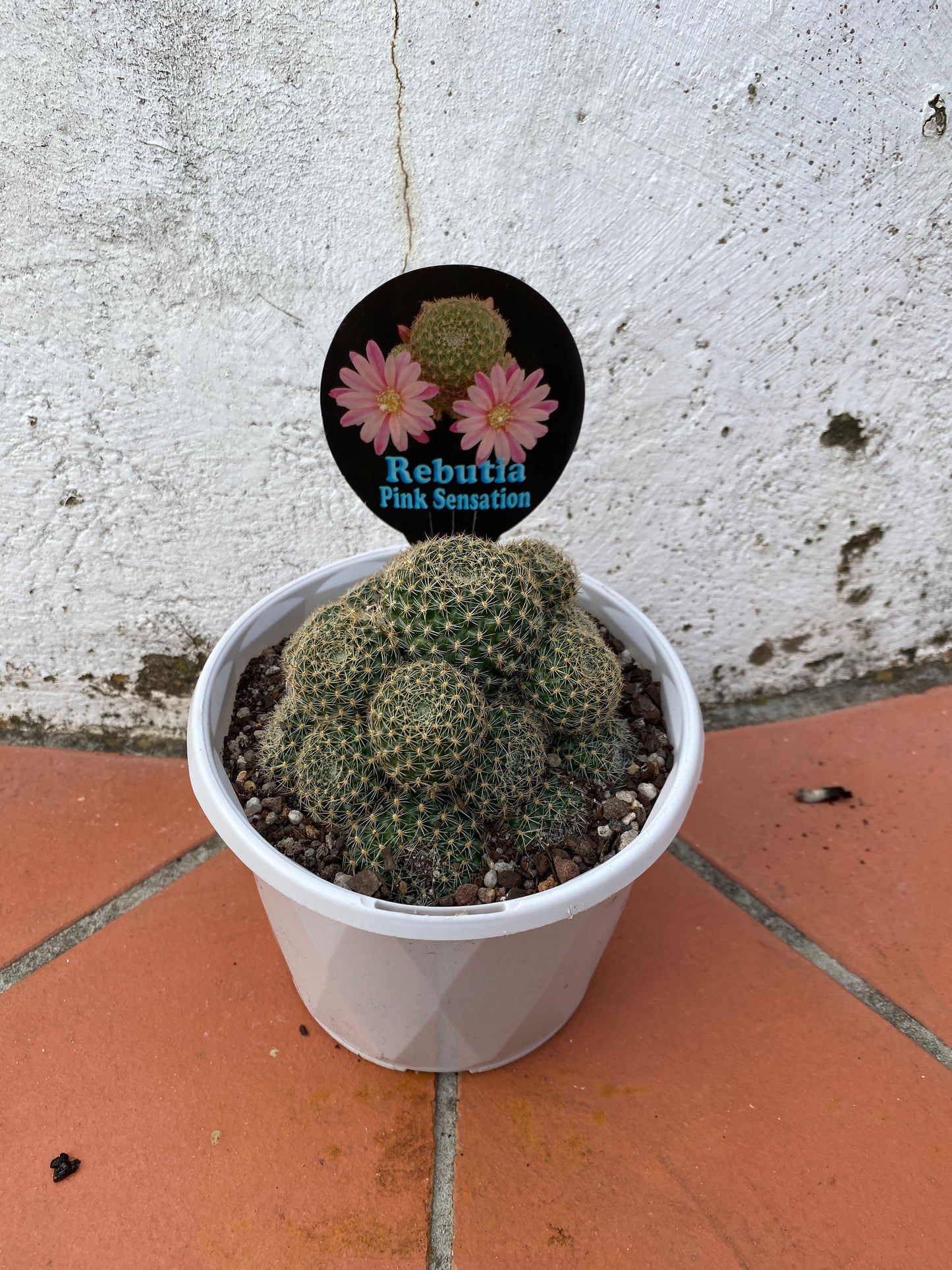Rebutia 'Pink Sensation'