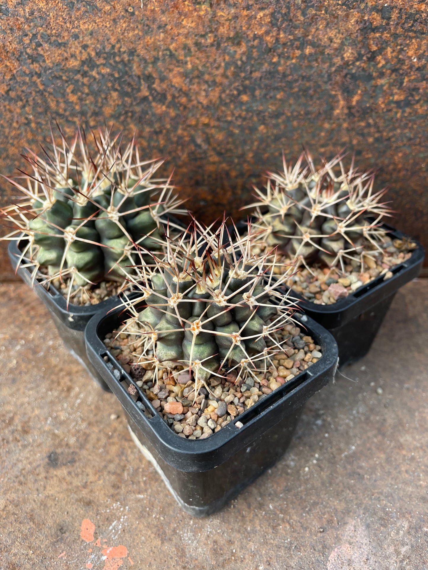 Gymnocalycium schickendantzii (Japanese seeds)