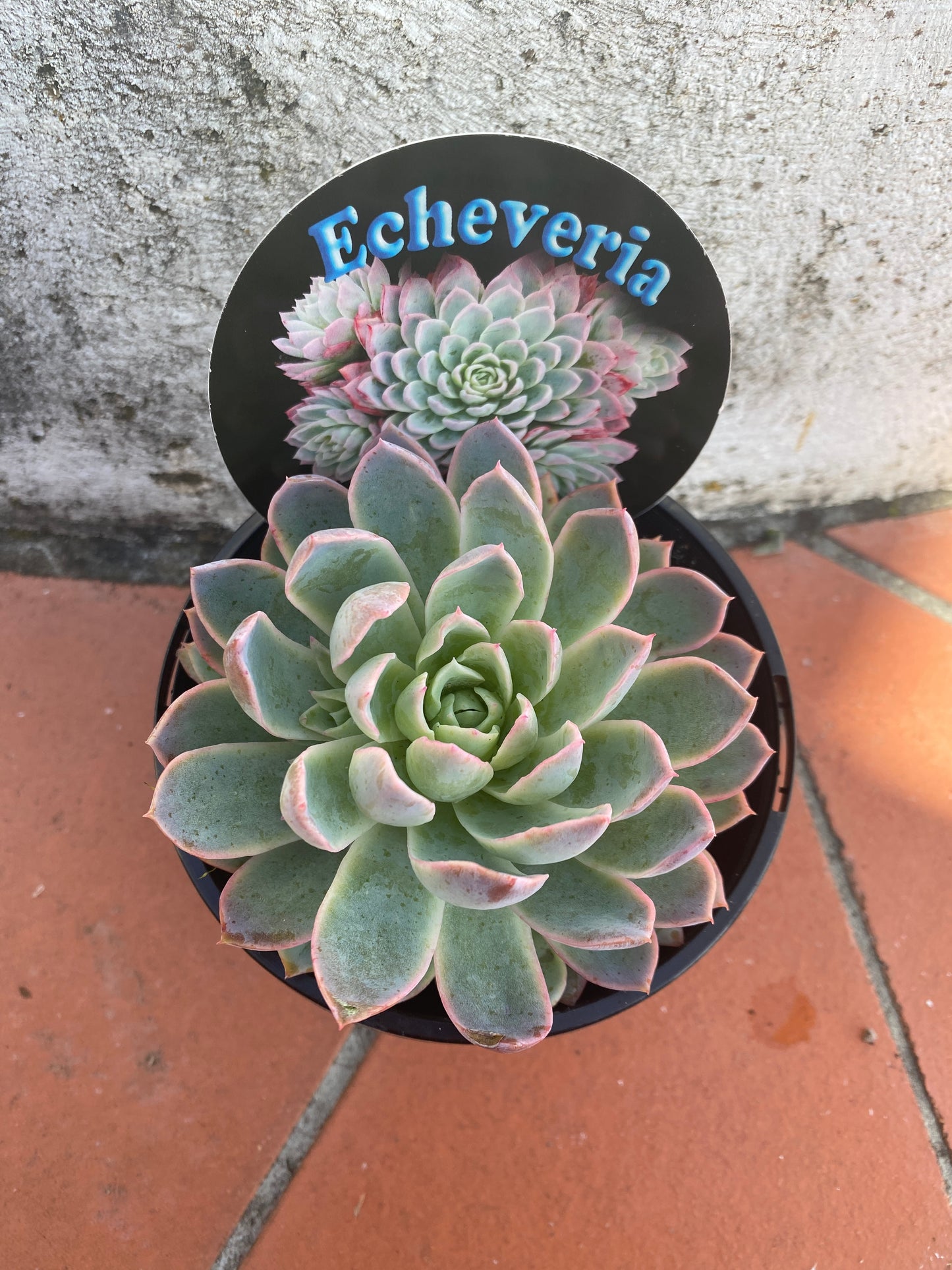 Echeveria Violet Queen