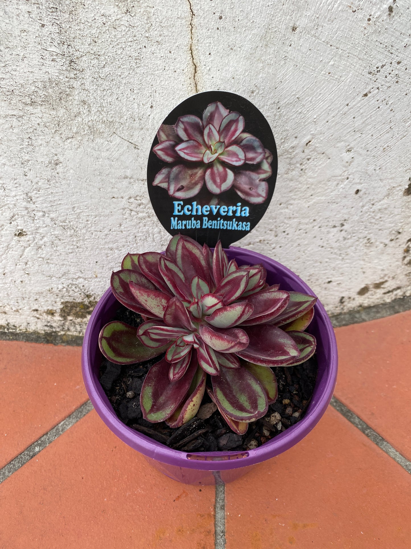 Echeveria Maruba Benitsukasa
