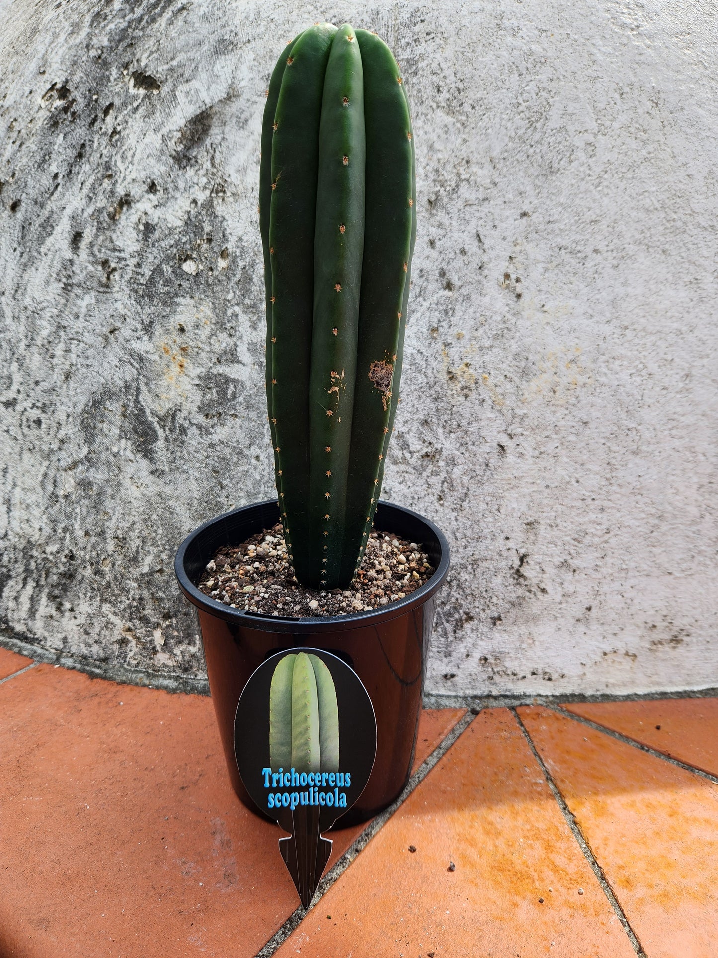 Trichocereus scopulicola (O.P)