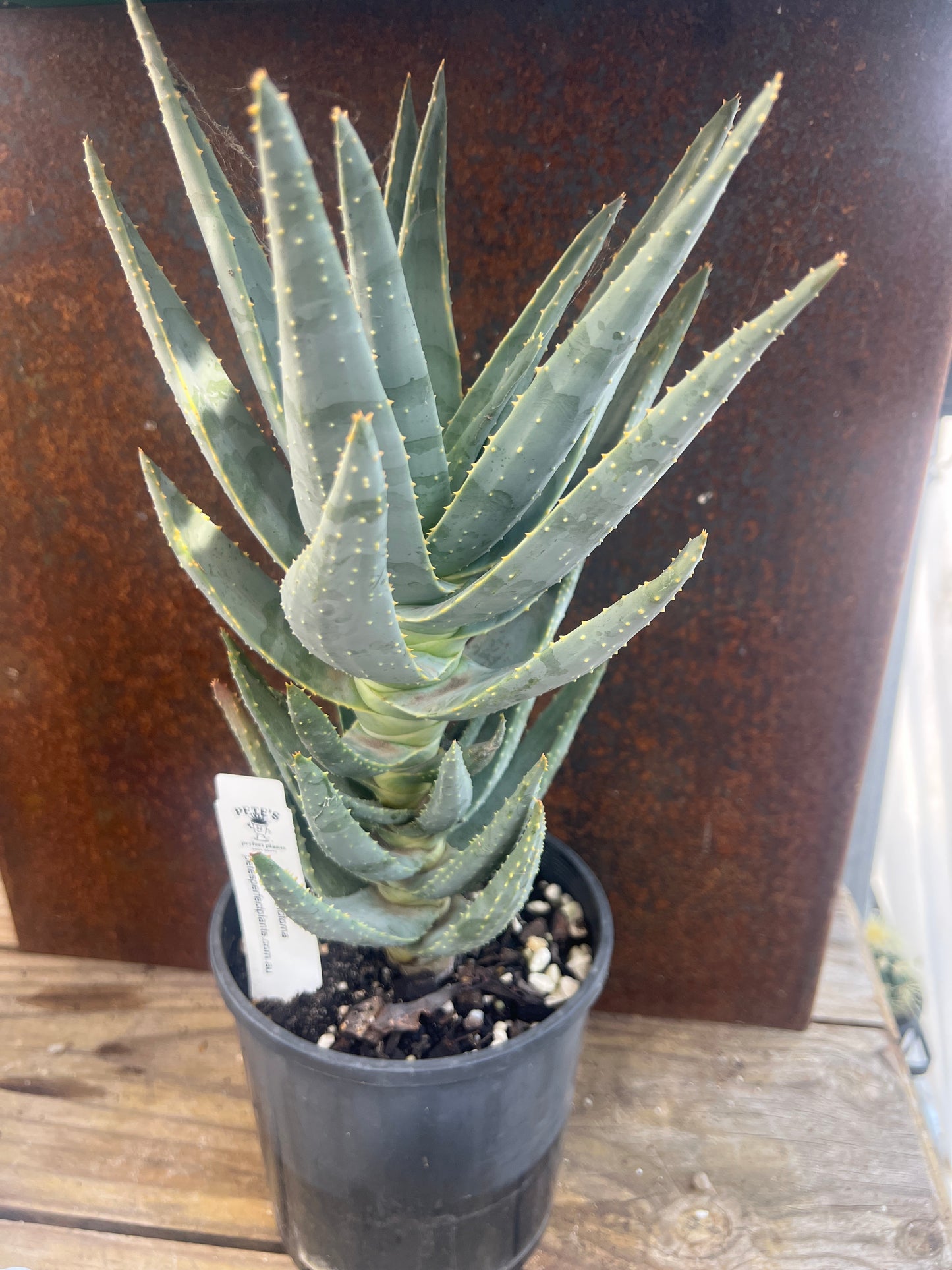 Aloe dichotoma