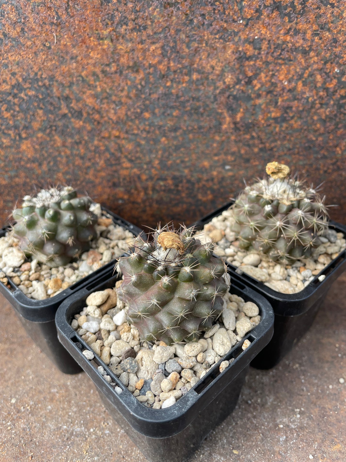 Copiapoa maritima