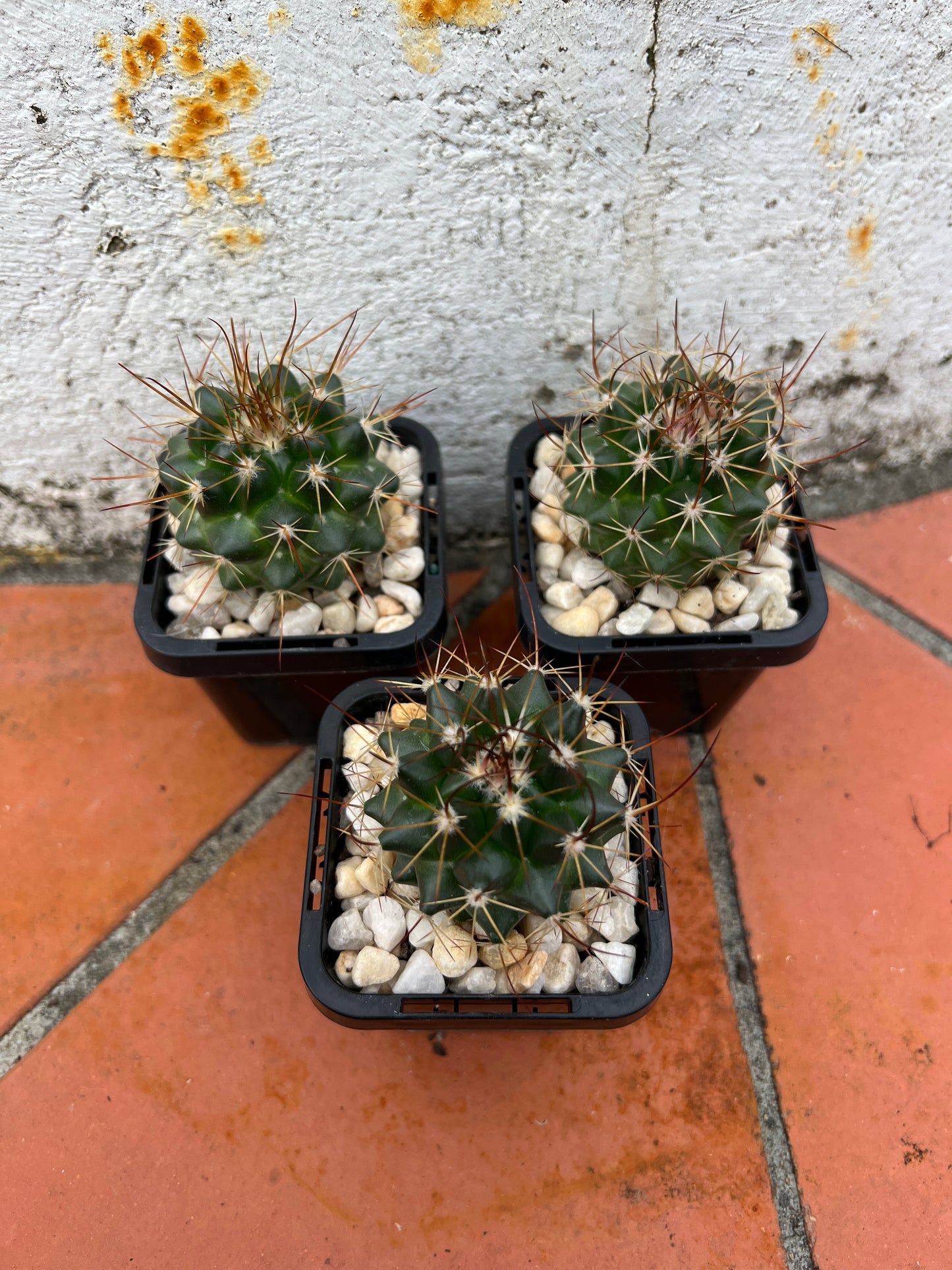 Mammillaria Petterssonii V Longspina