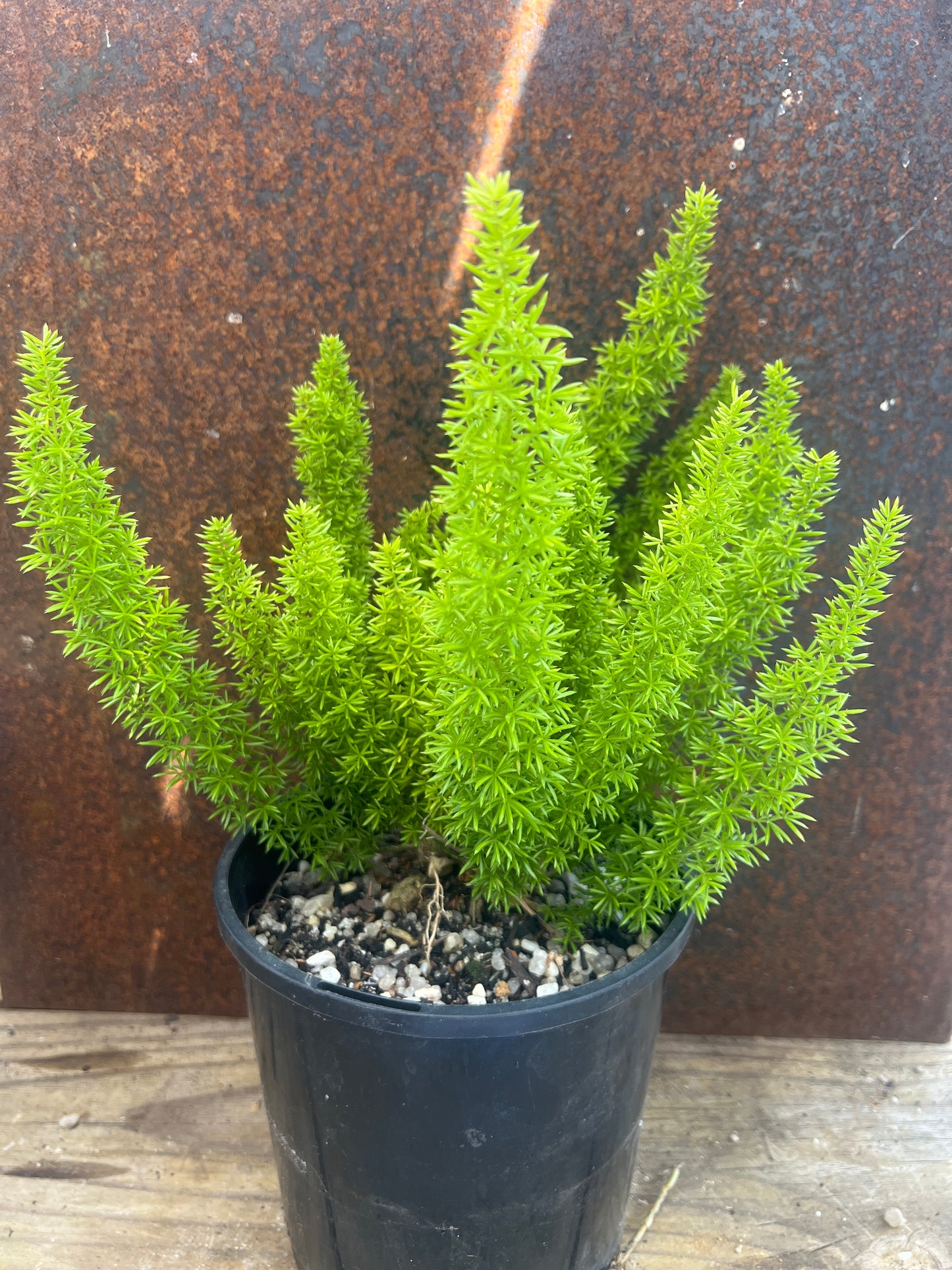 Sprenger's asparagus "Foxtail Fern"