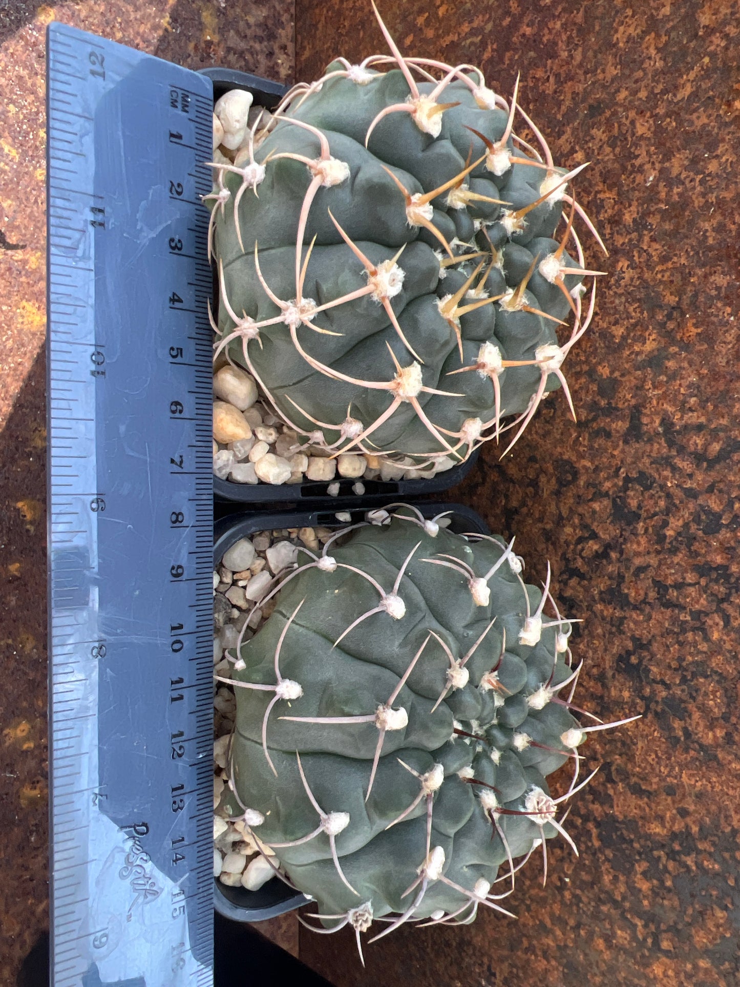 Gymnocalycium vatteri