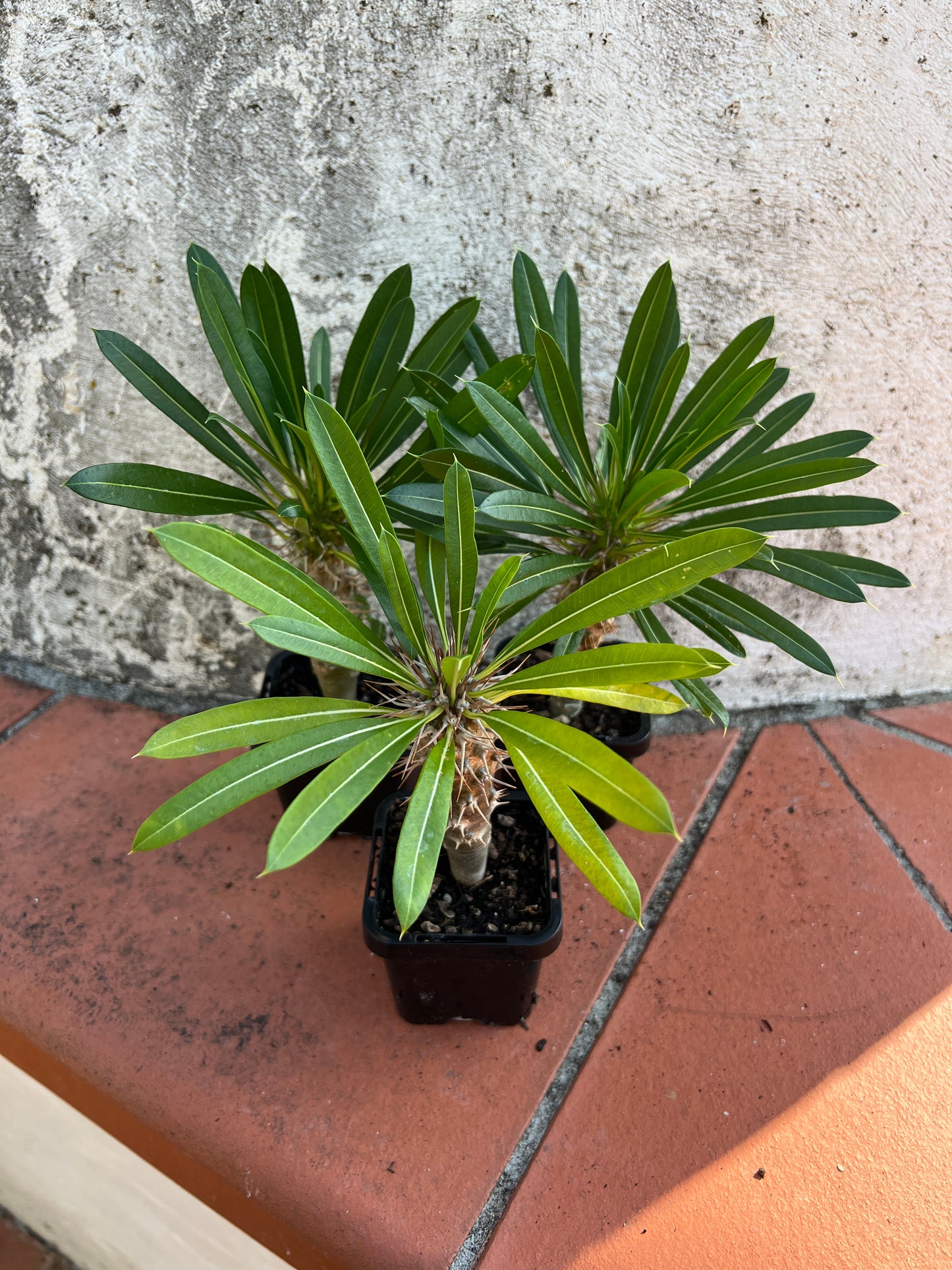 Pachypodium lamerei 'Madagascar Palm'