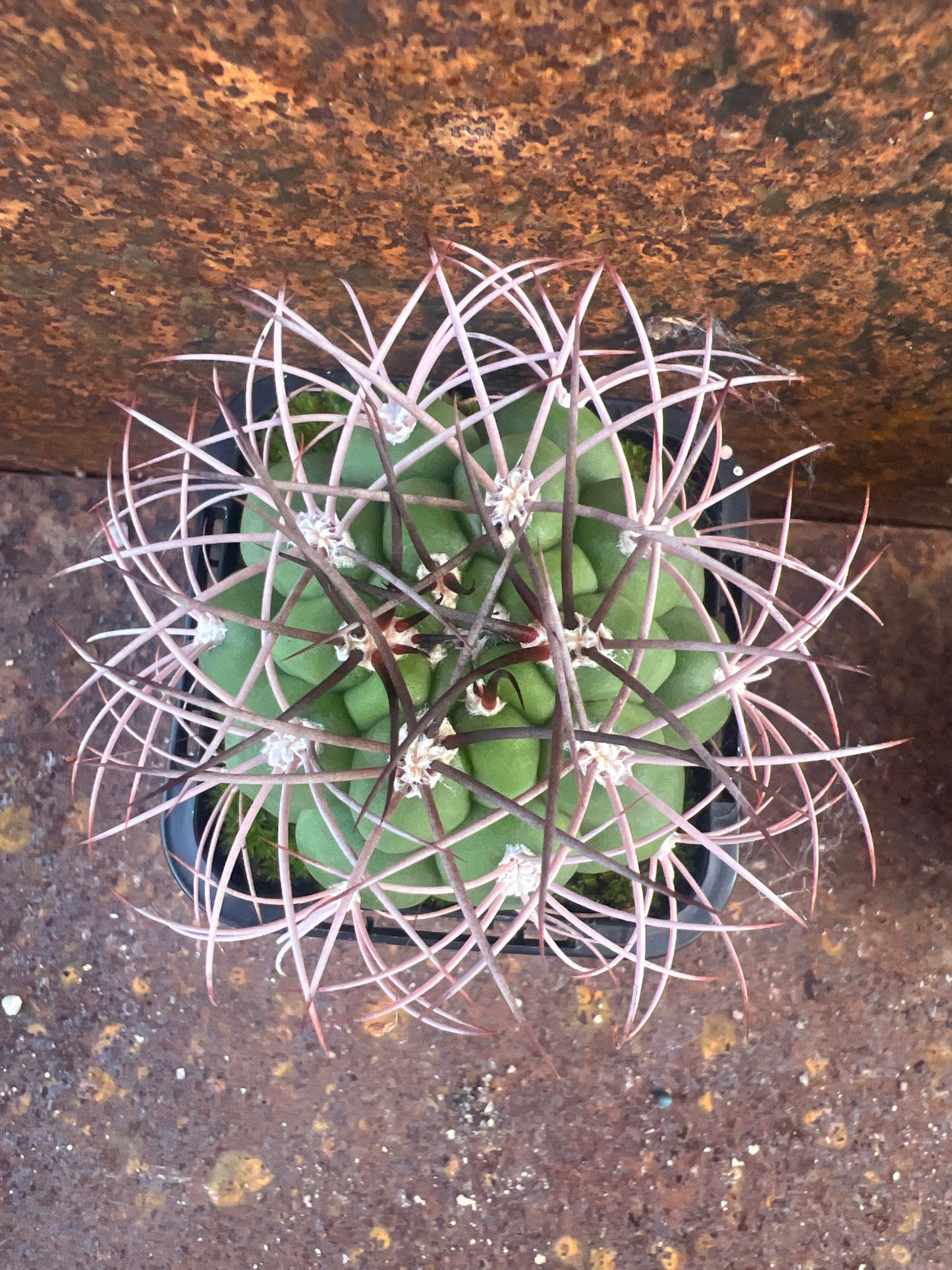 Gymnocalycium saglionis