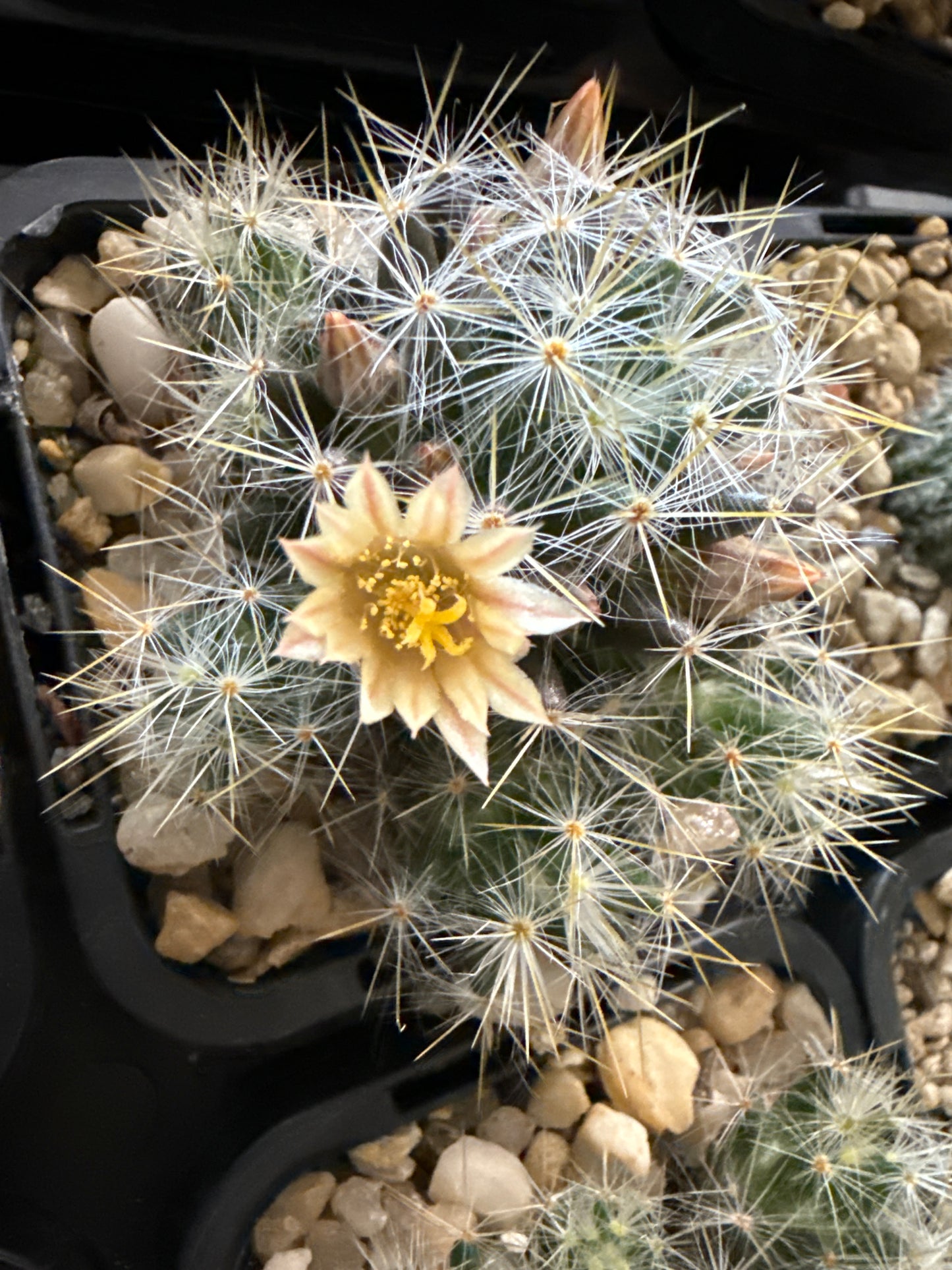 Mammillaria prolifera ssp haitiensis
