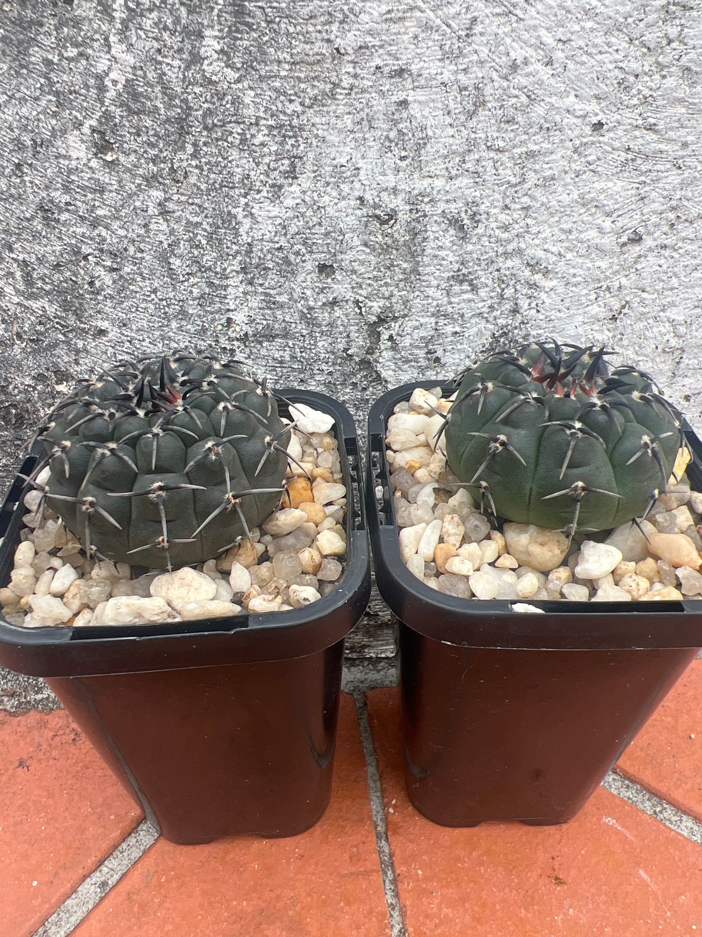 Gymnocalycium bodenbenderianum f. nigispina. Japanese form