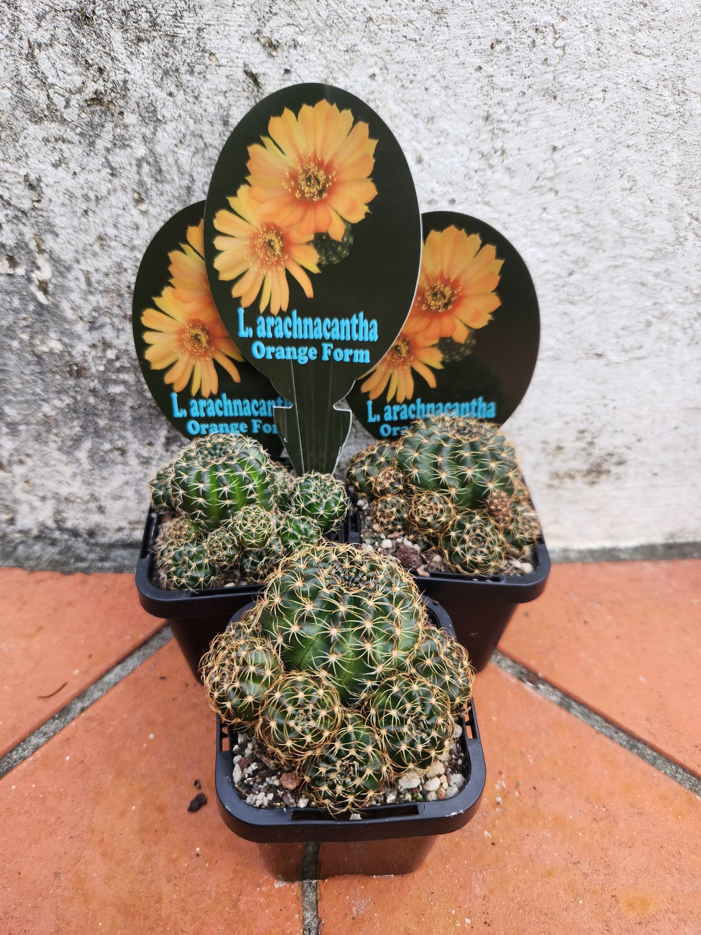 Lobivia arachnacantha Orange form
