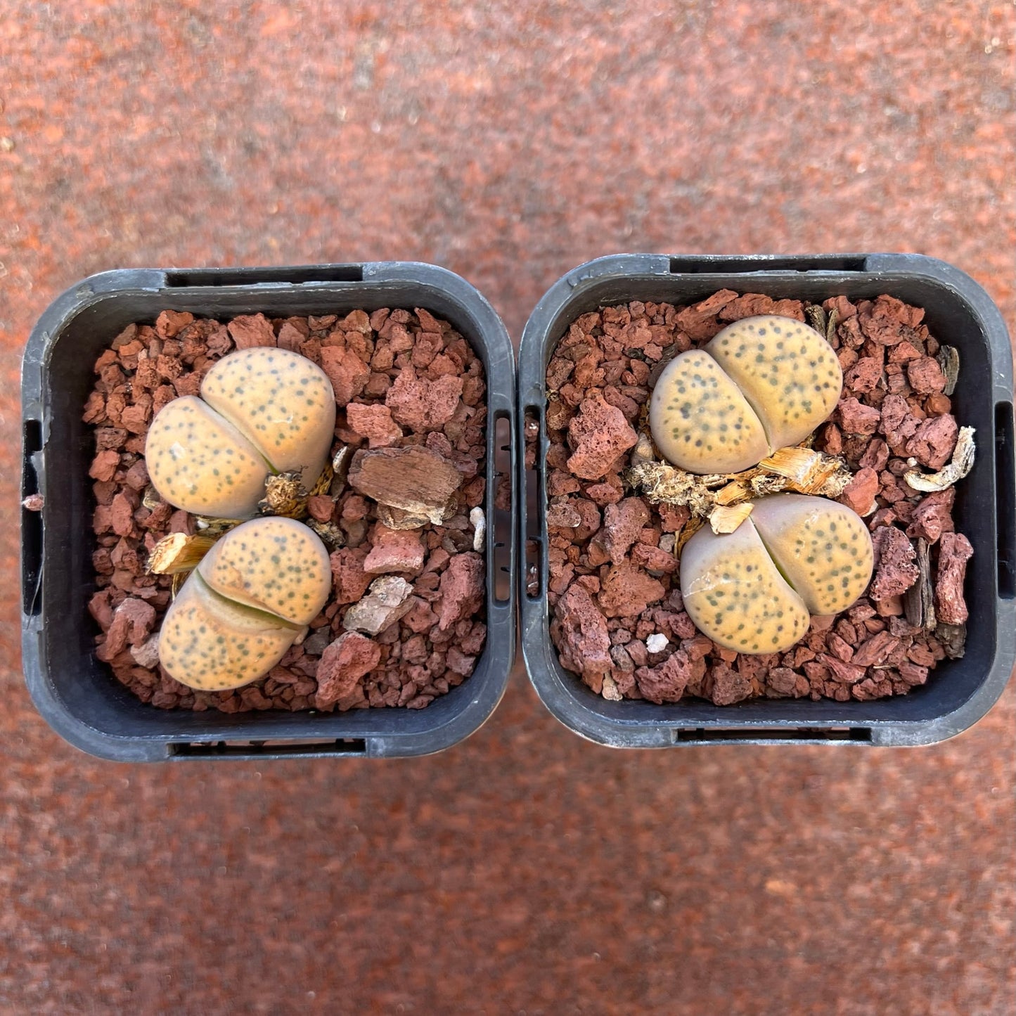 Lithops Fulviceps