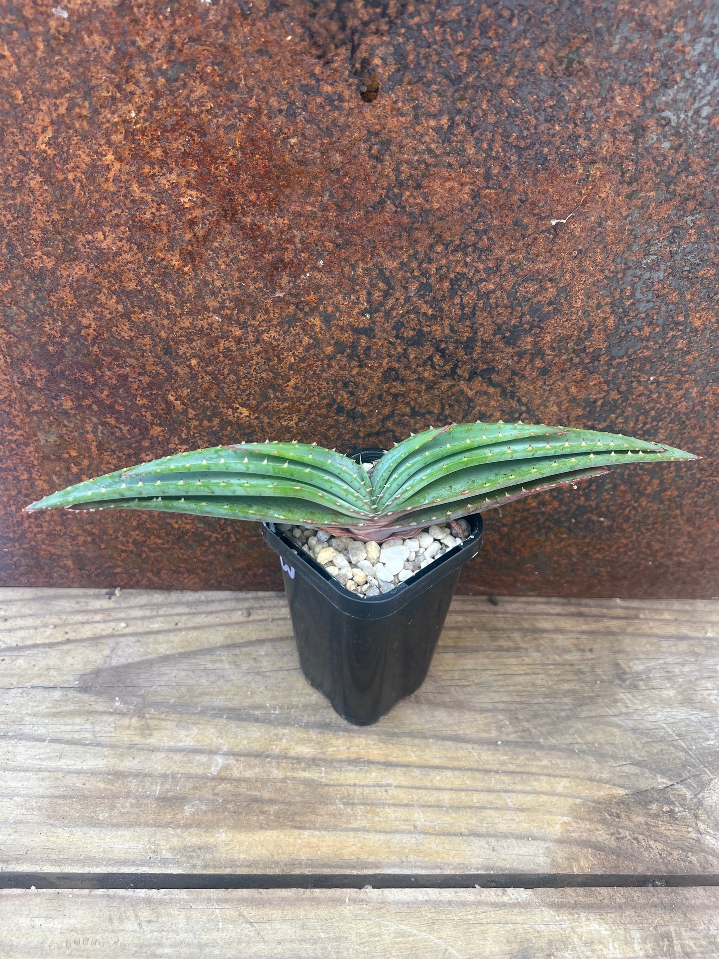 Aloe suprafoliata (Book Aloe)