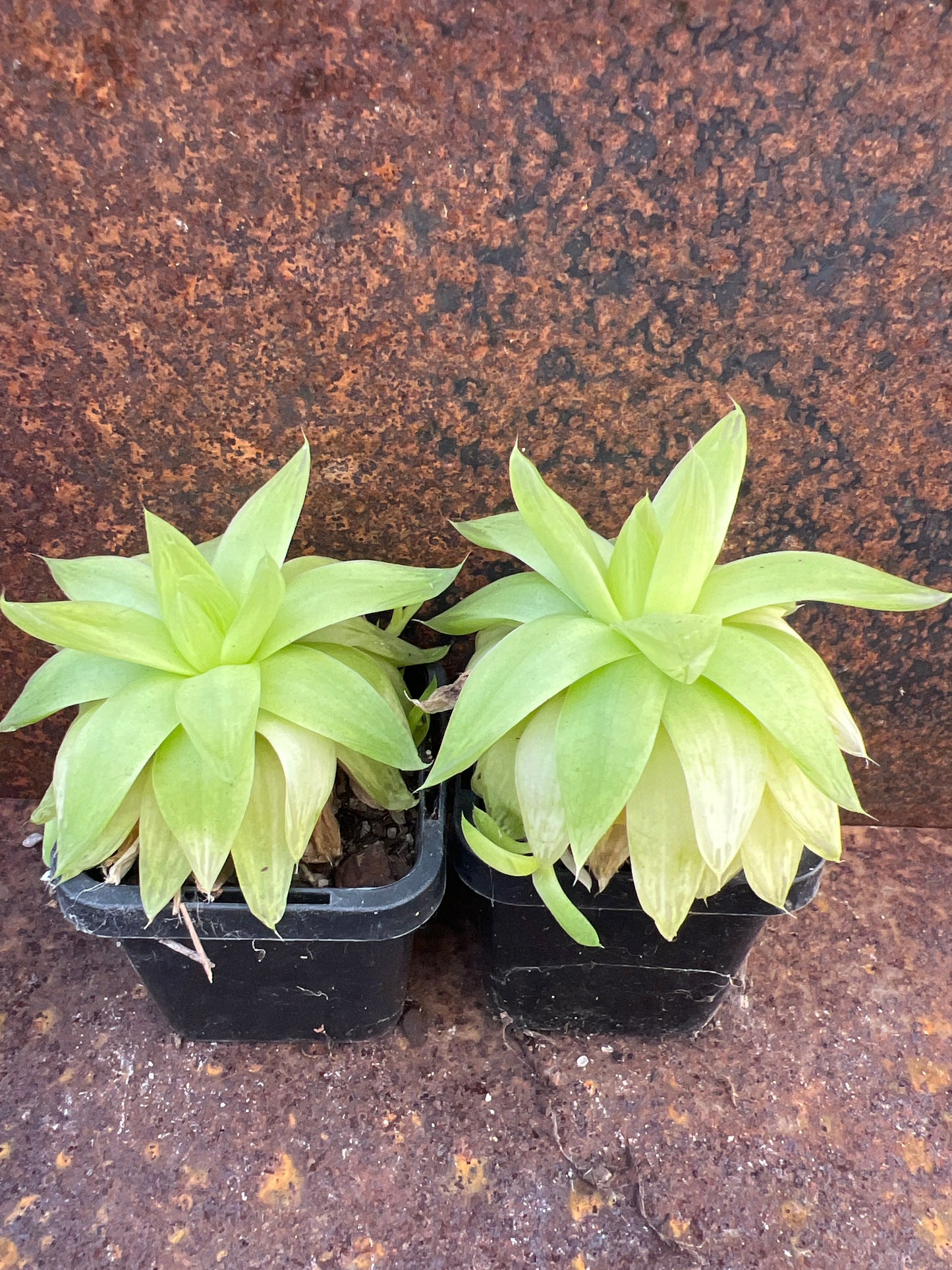 Haworthia cymbiformis ‘Xantha Gold’