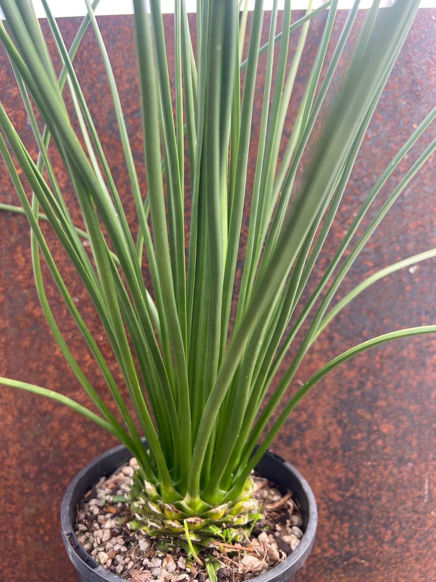 Agave geminiflora “twin flowered agave”