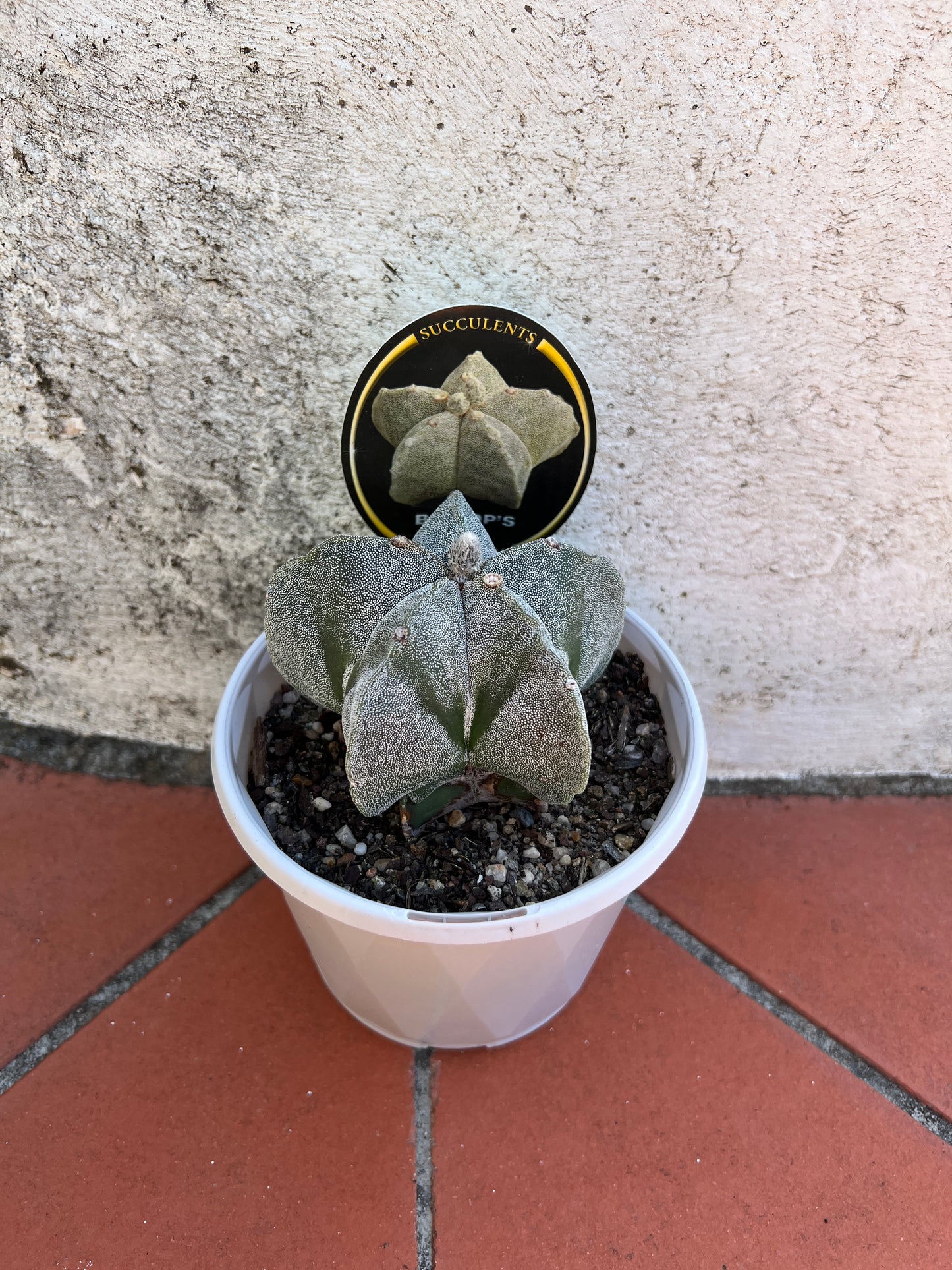 Astrophytum myriostigma 'Bishop's Cap'