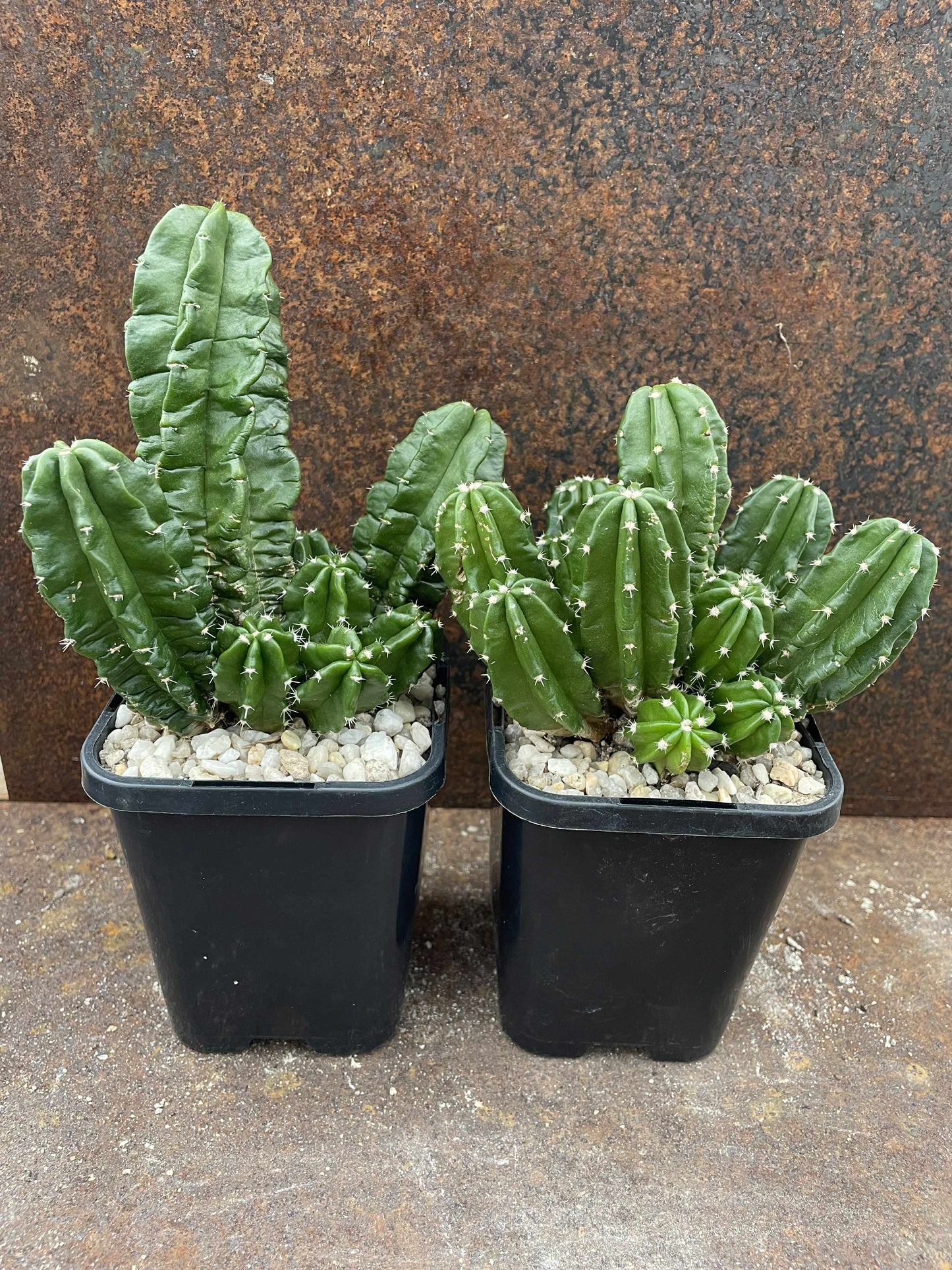 Echinocereus viereckii subsp. morricalii