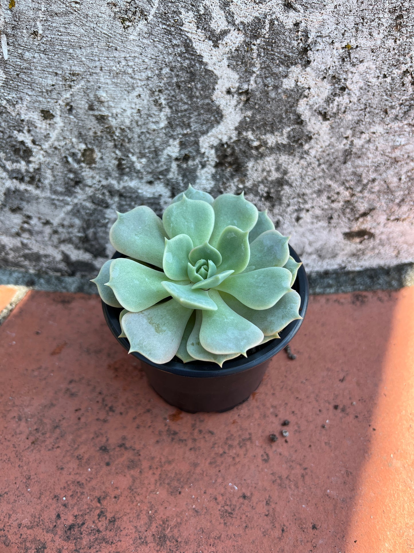 Echeveria Lola