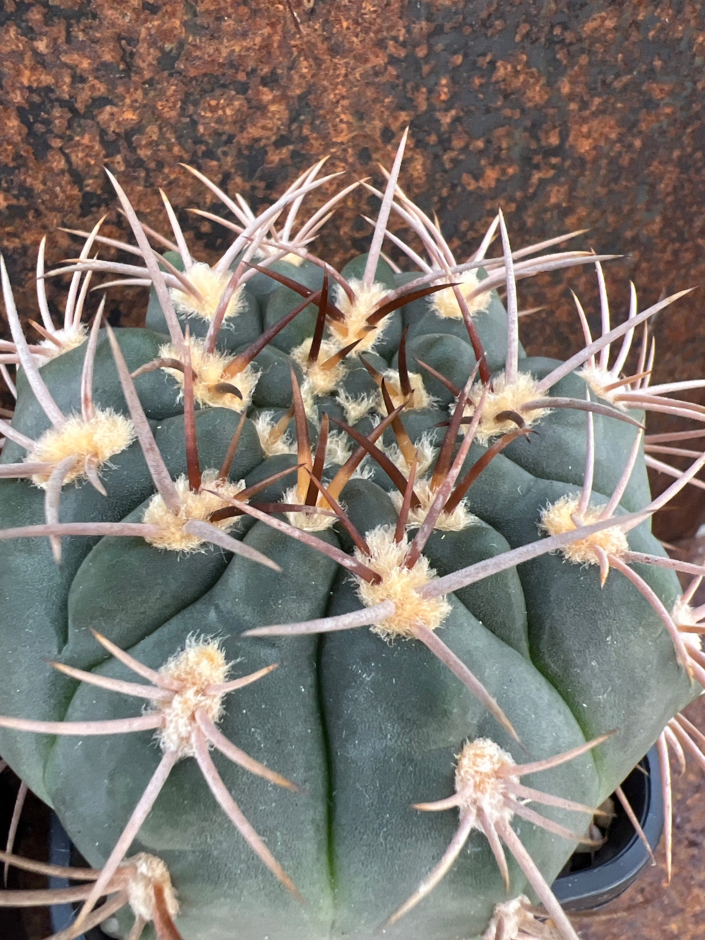 Gymnocalycium pugionacanthum