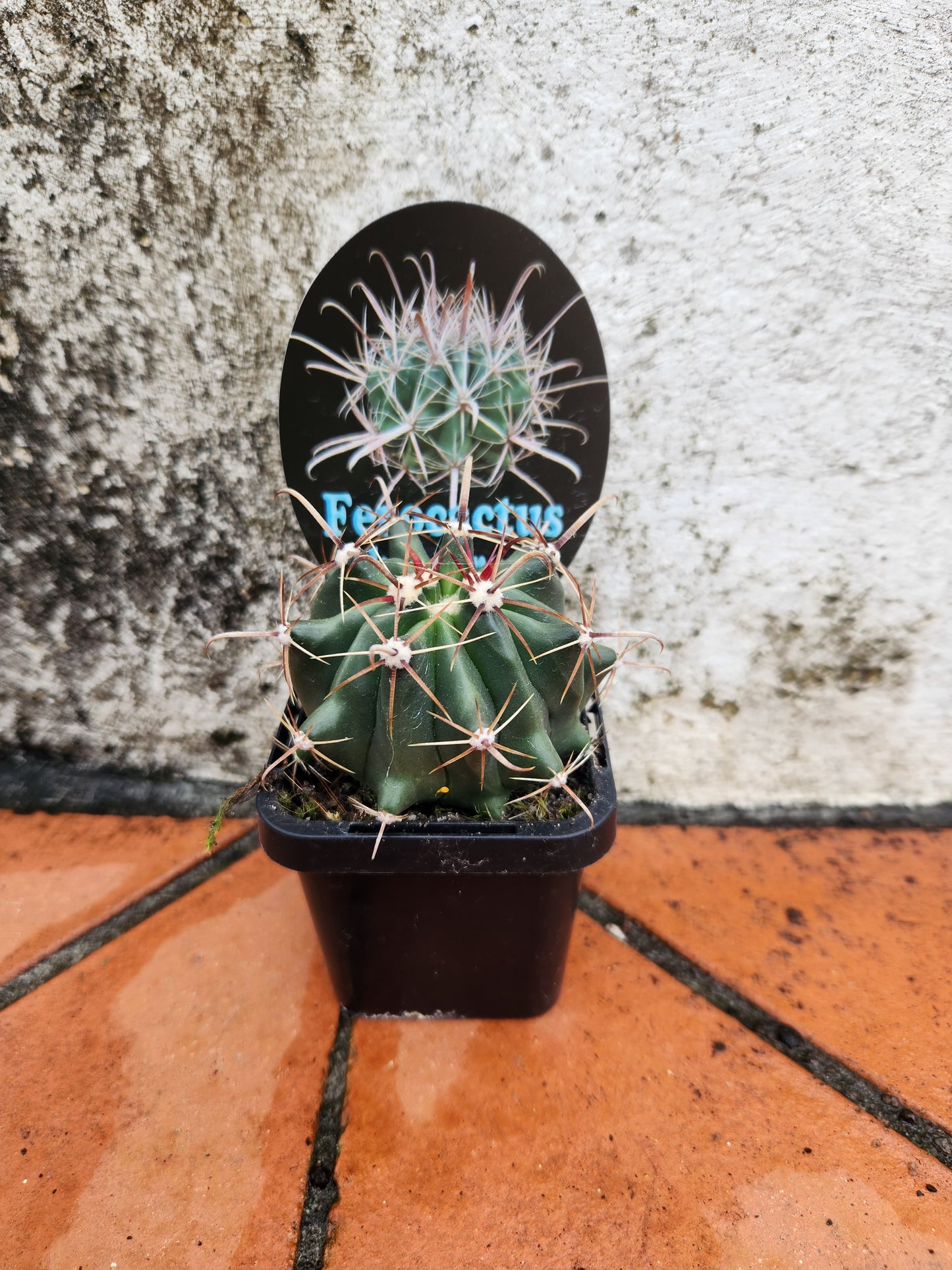 Ferocactus herrerae
