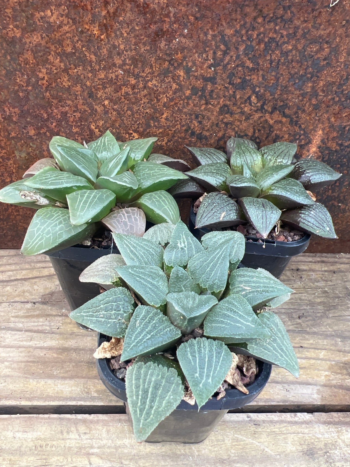 Haworthia Hybrid