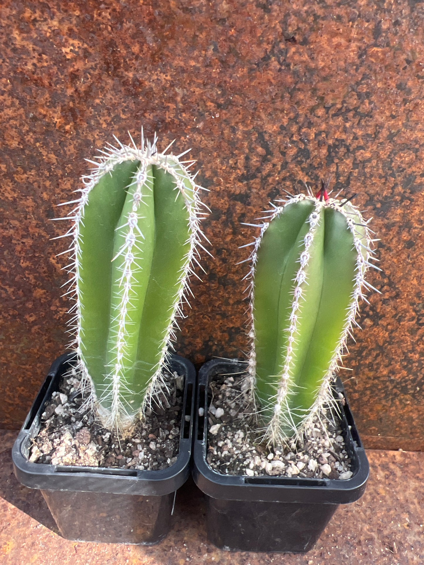Pachycereus marginatus ‘Mexican Fence Post’