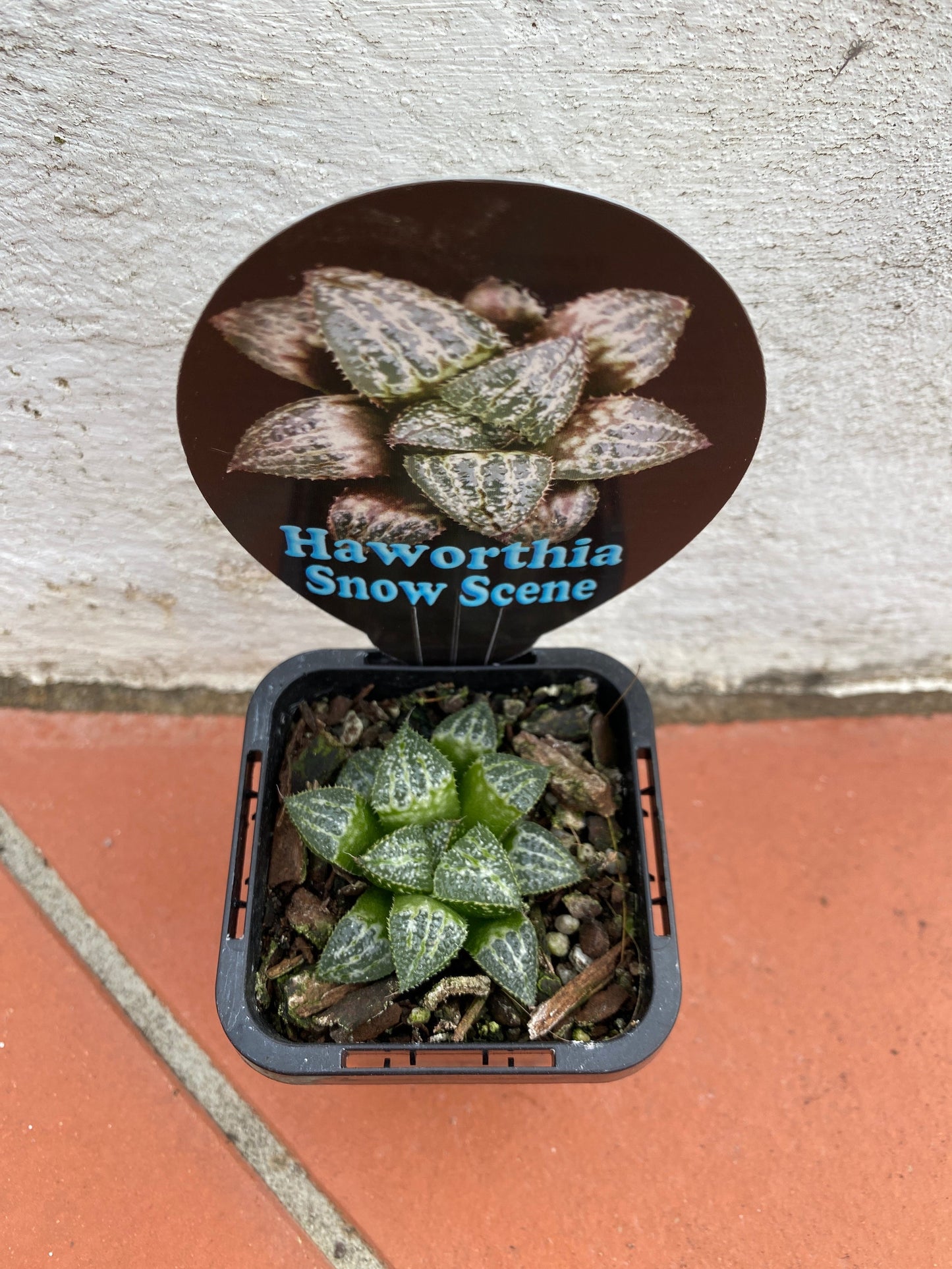 Haworthia Snow Scene