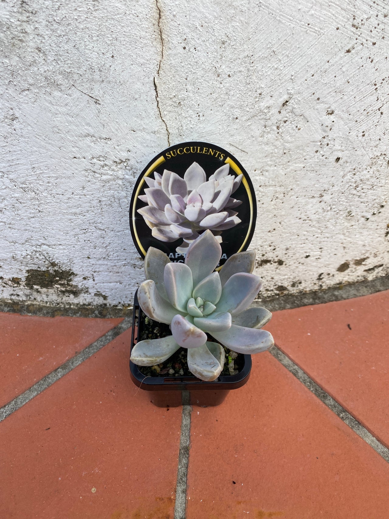 Graptoveria Tricolour