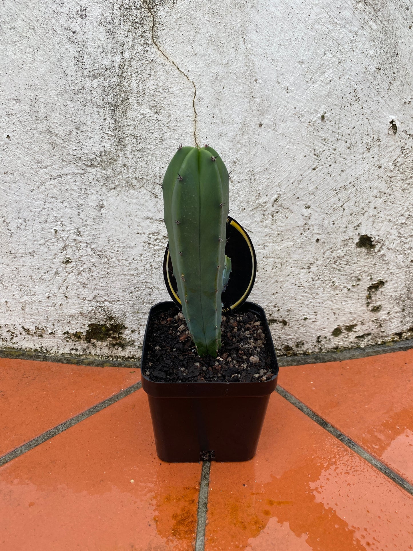 Myrtillocactus geometrizans ‘The Blue Torch’