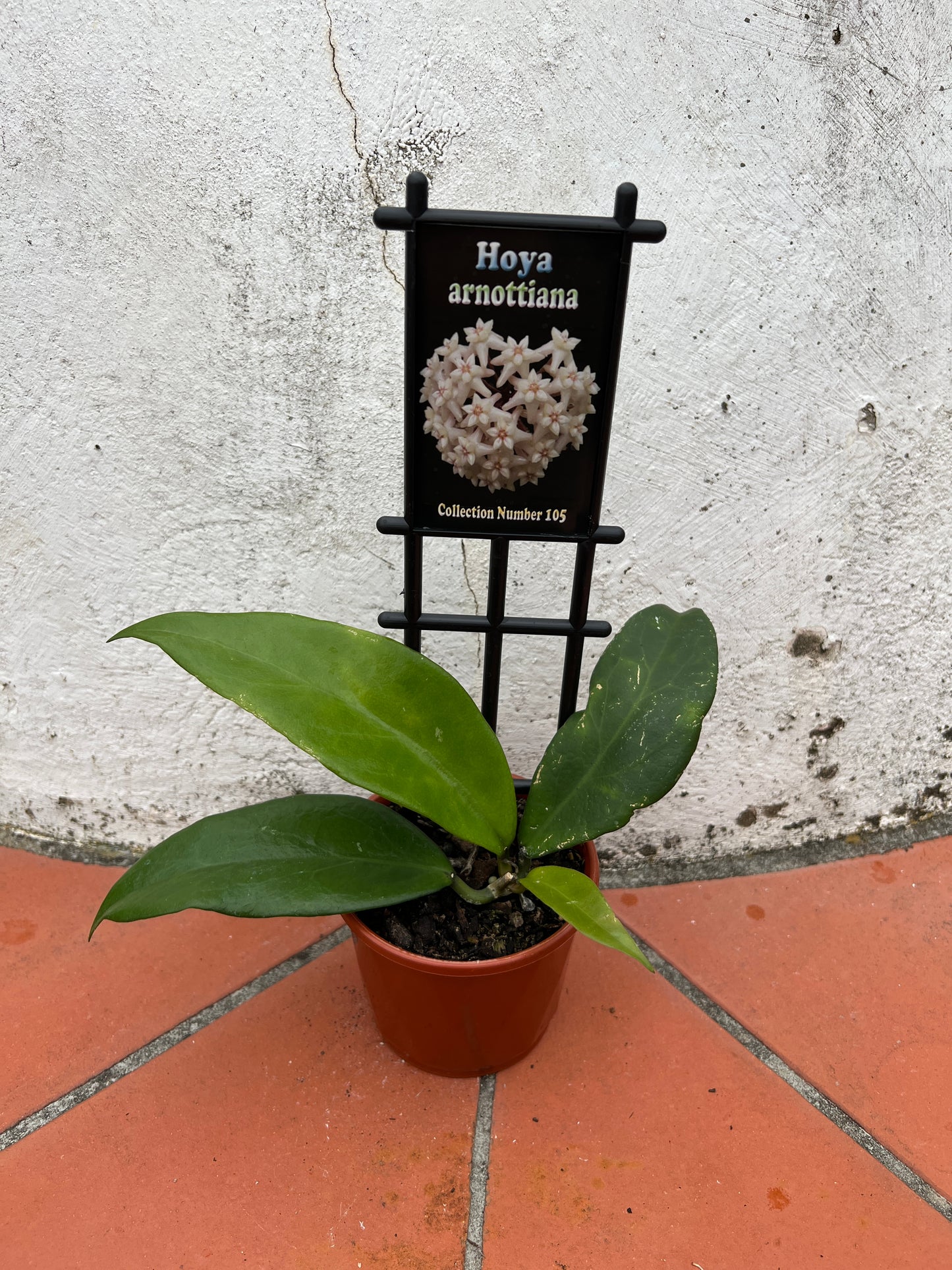 Hoya arnottiana