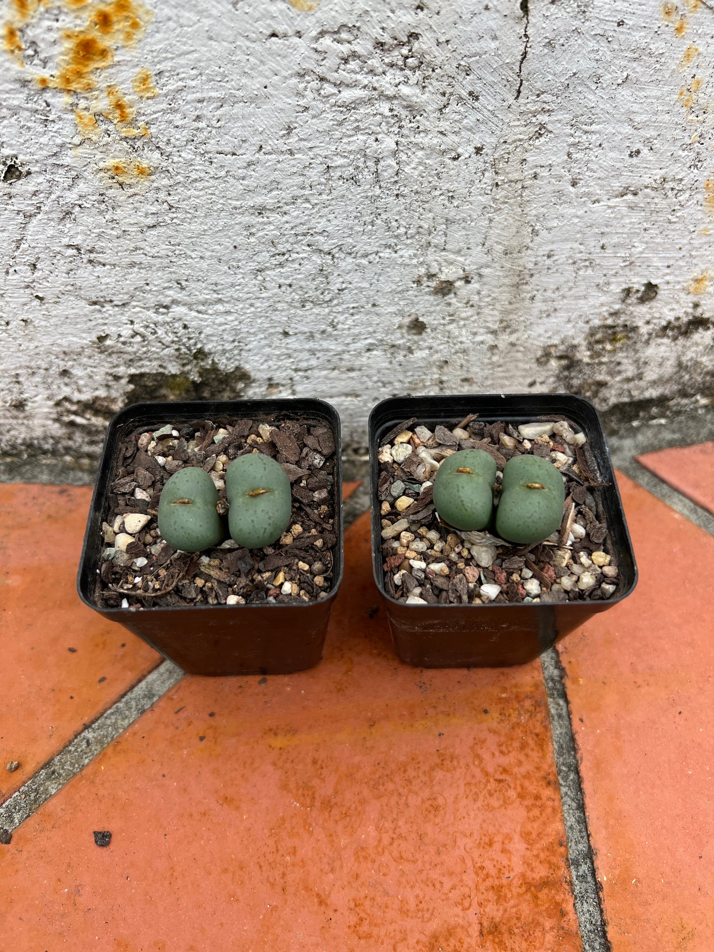 Conophytum Obcordellum ssp. Obcordellum forma. Giftbergensis