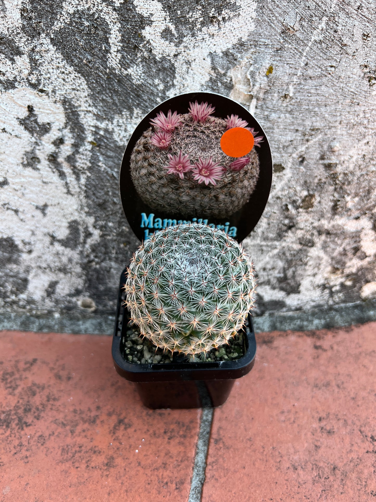 Mammillaria klissingiana