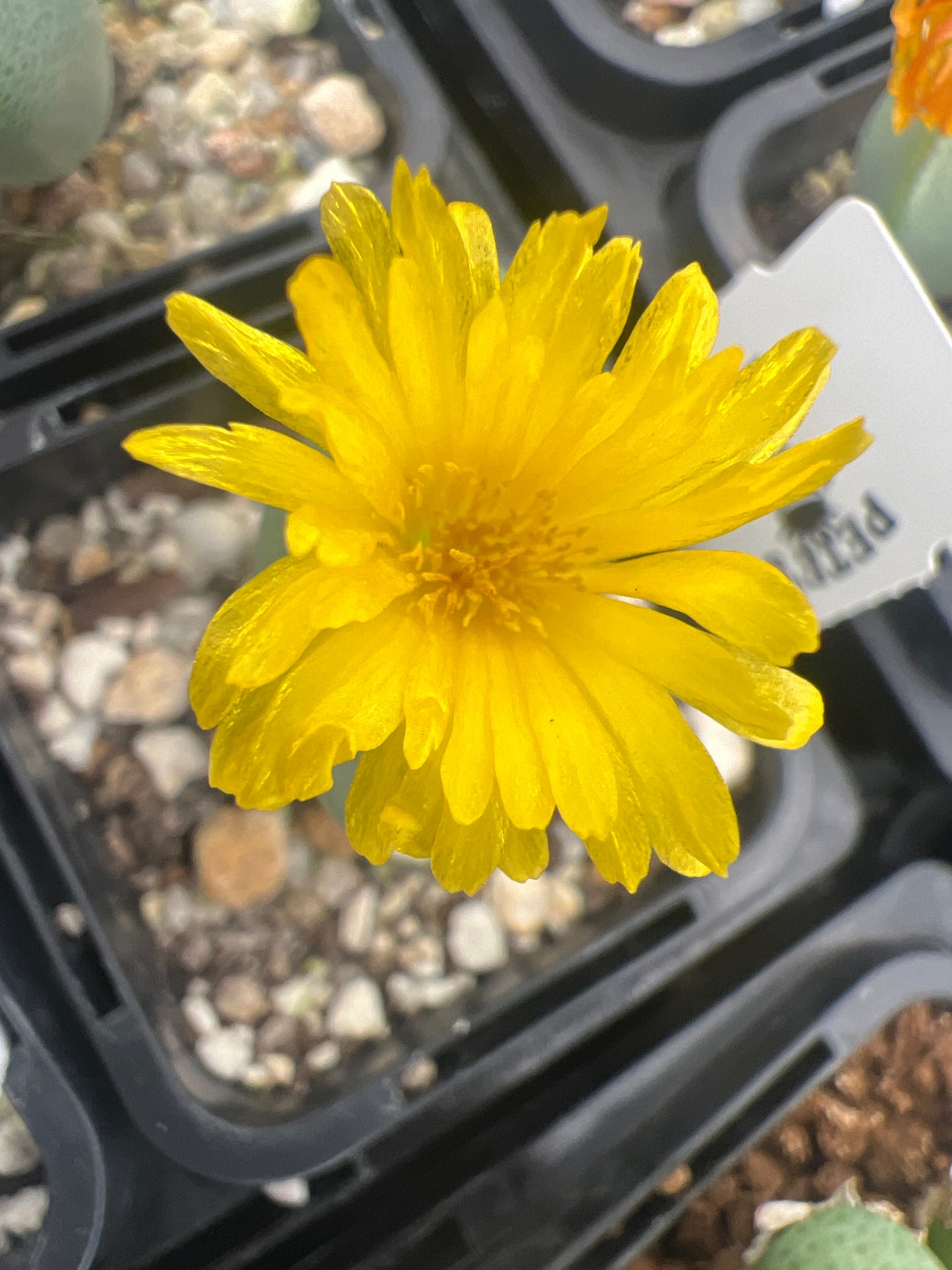 Conophytum bilobum v altum