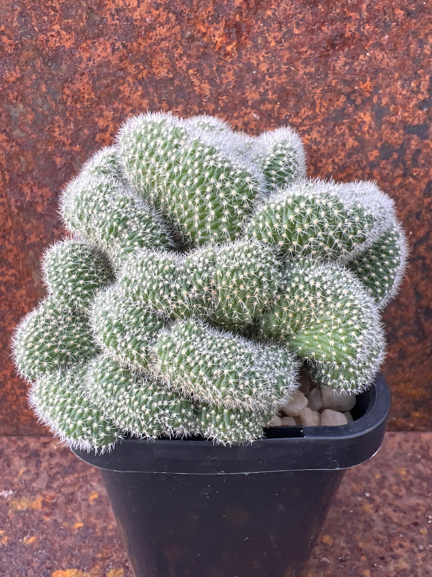 Lobivia silvestrii f. cristata