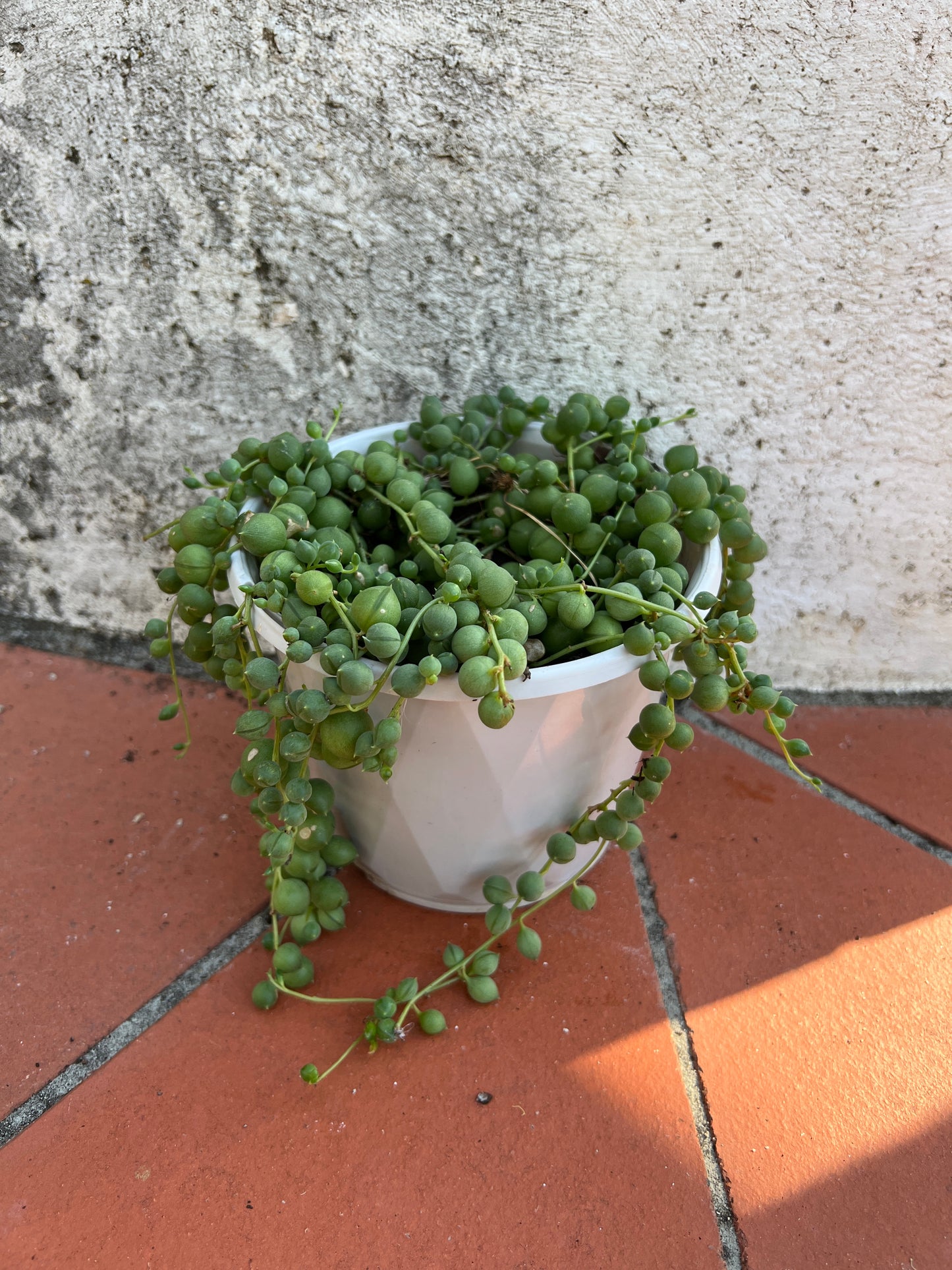 Senecio rowleyanus ‘String of Pearls’