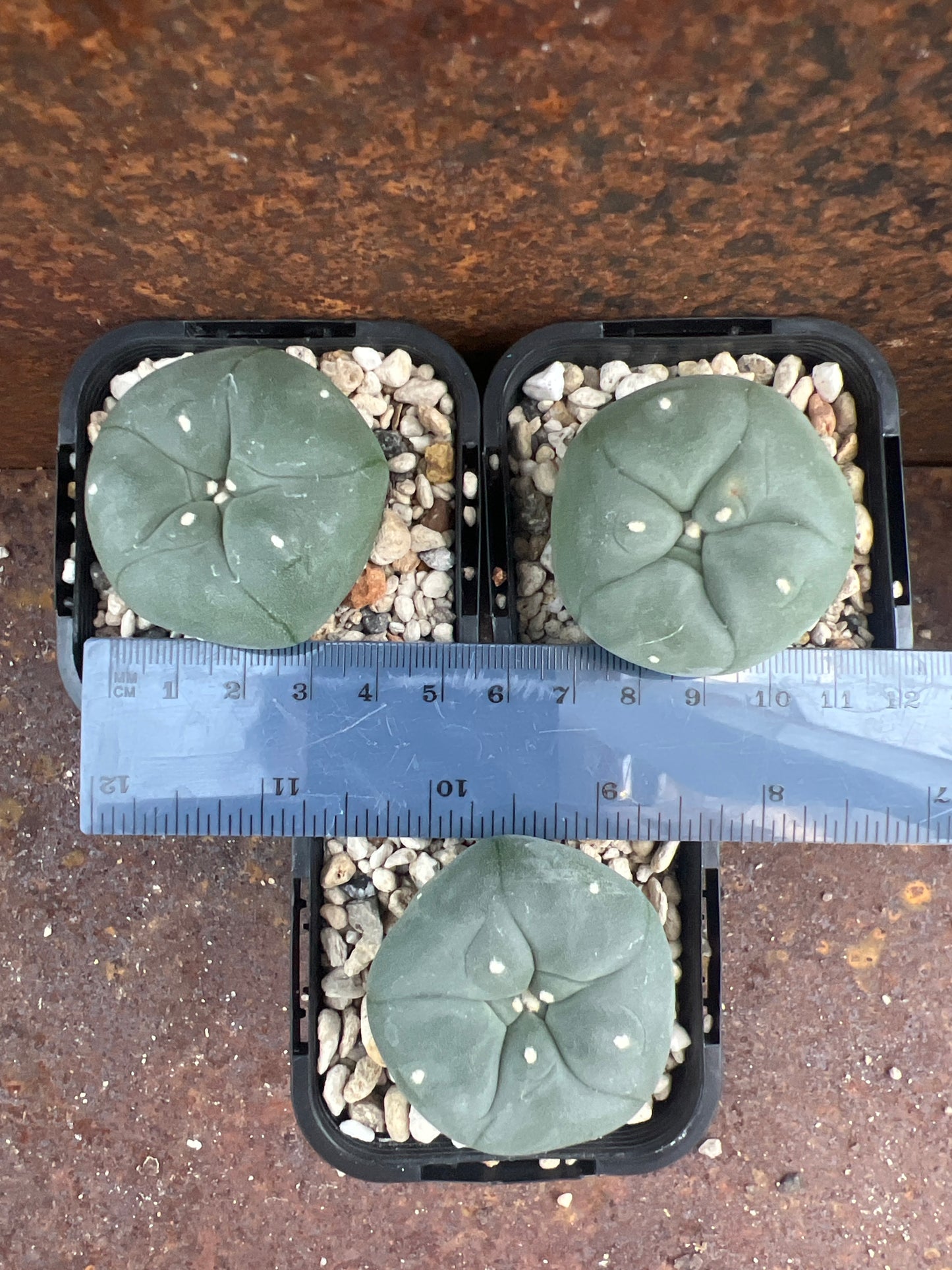 L Thai diffusa (seed grown)