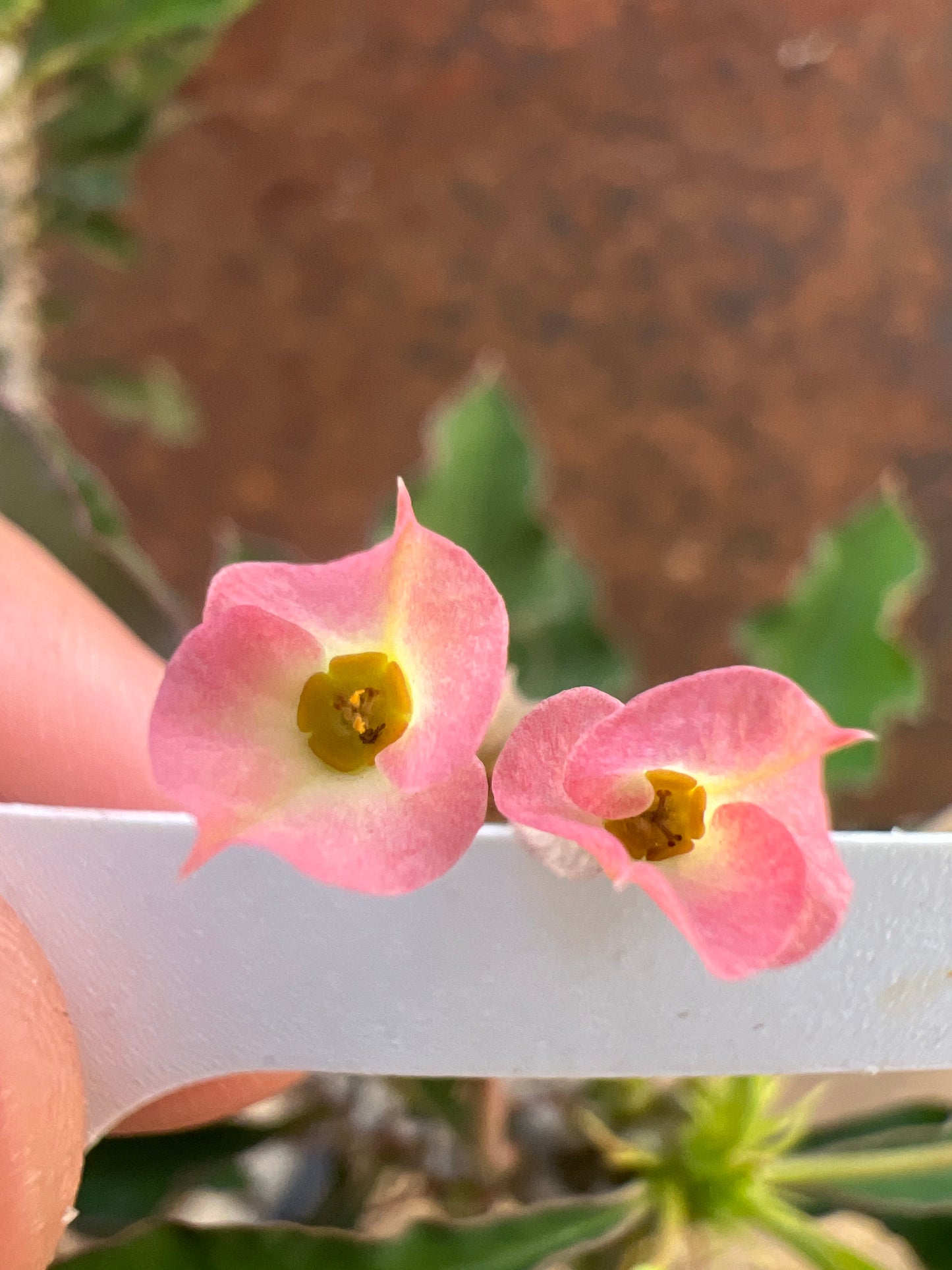 Euphorbia capsaintemariensis