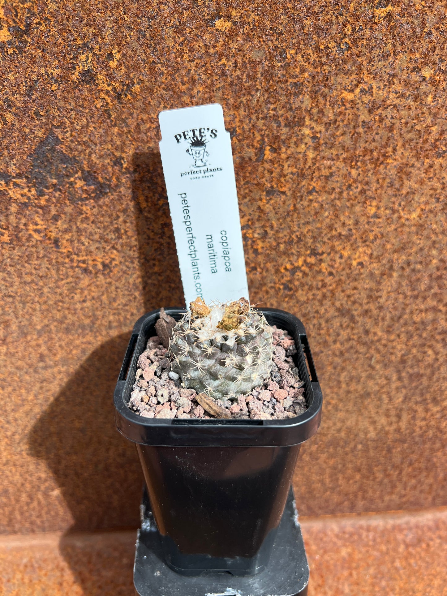 Copiapoa maritima