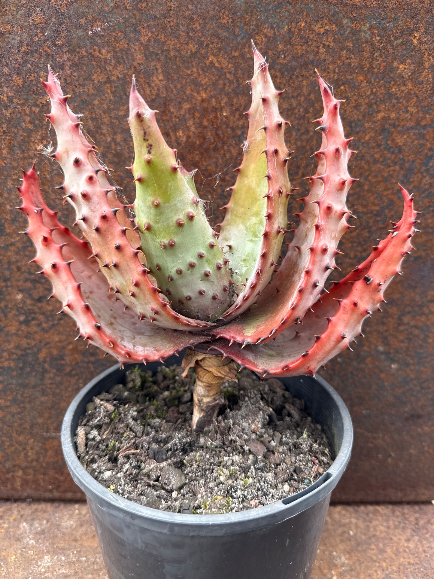 Aloe marlothii “mountain aloe”